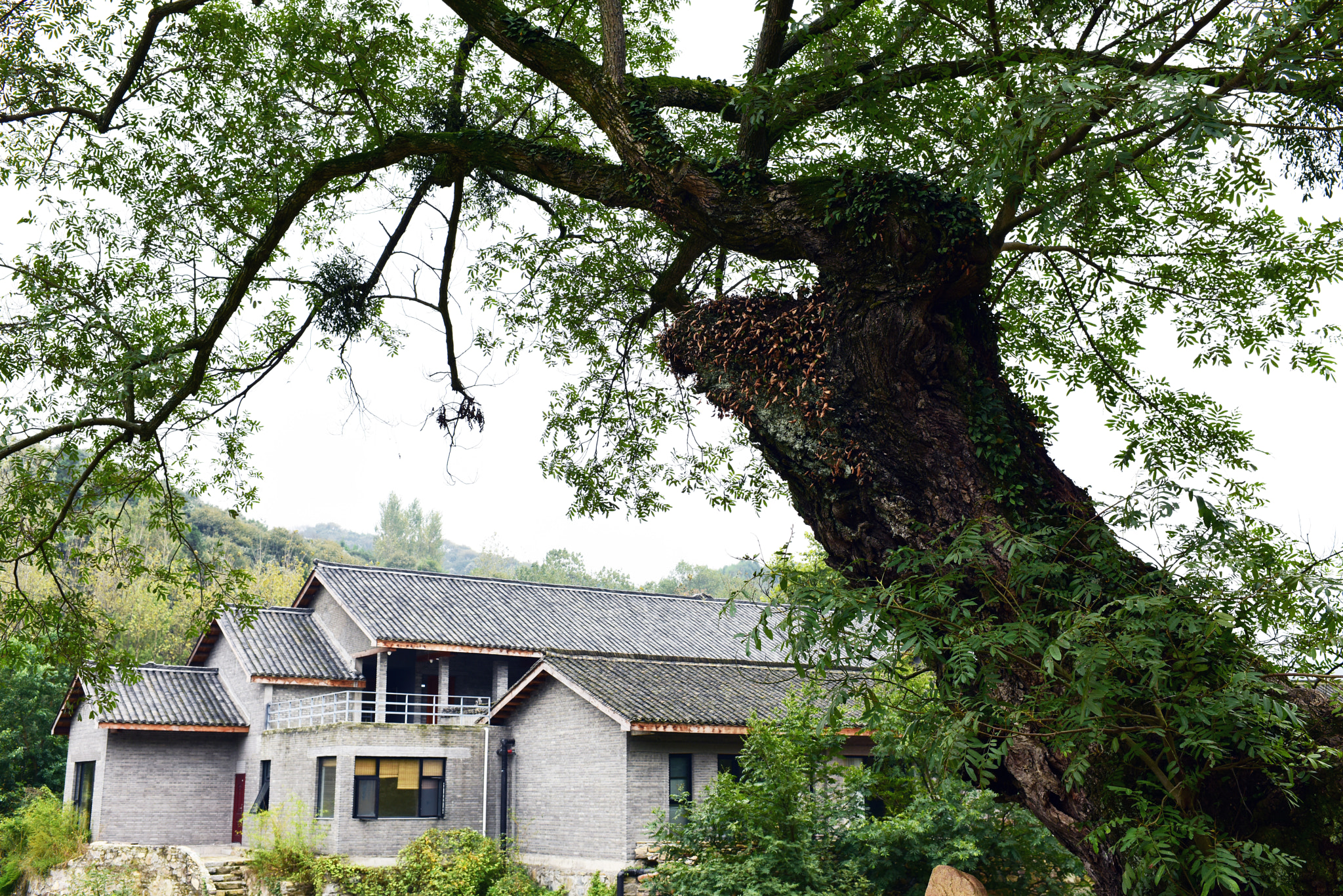 Nikon D810 + Nikon AF-S Nikkor 35mm F1.4G sample photo. An old tree and chinese local house photography