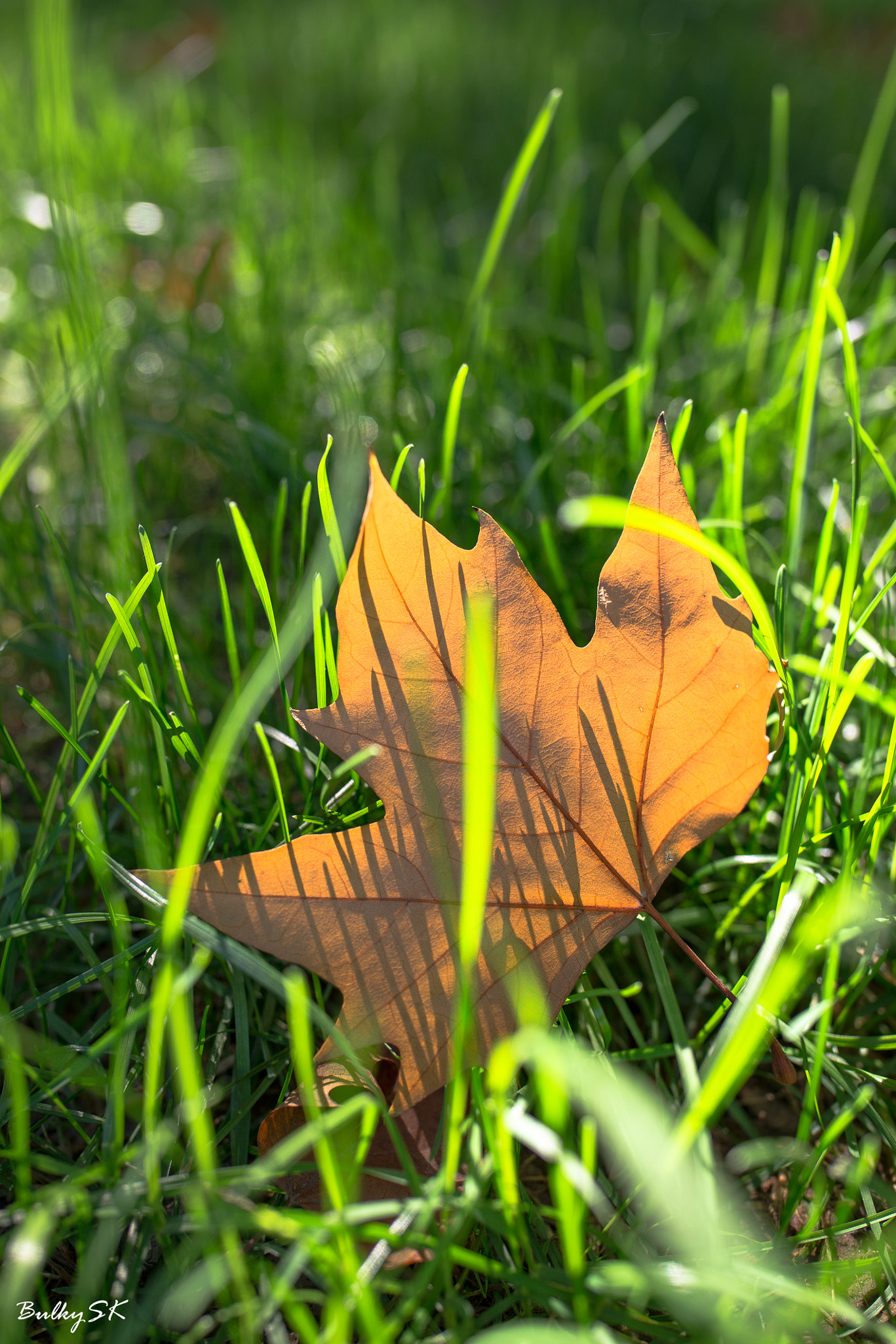 Nikon D610 + Tamron SP 35mm F1.8 Di VC USD sample photo. Parasol leave photography