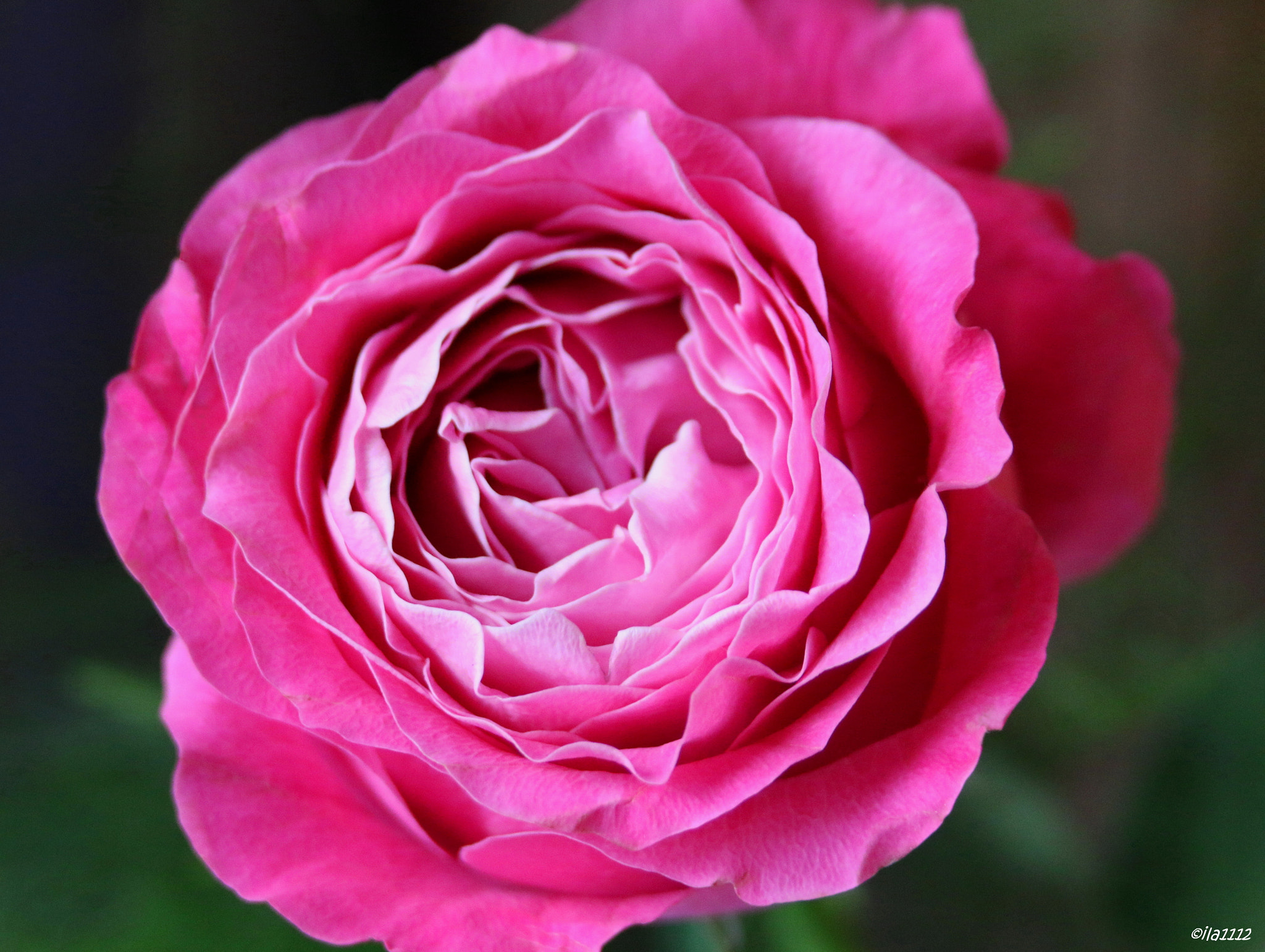Canon EF 70-300mm F4-5.6 IS USM sample photo. Pink rose photography