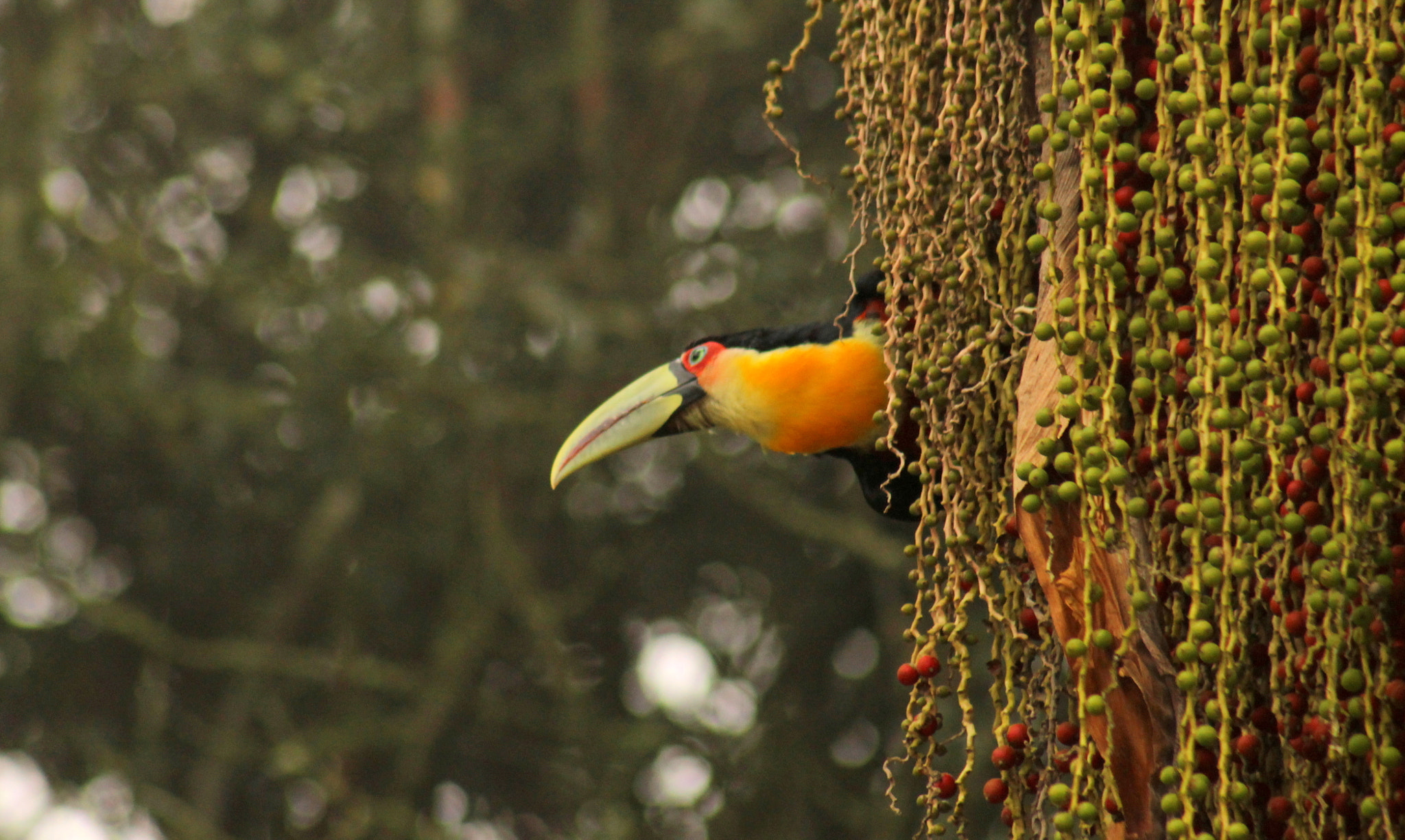 Canon EF 75-300mm f/4-5.6 USM sample photo. Red-breasted toucan photography