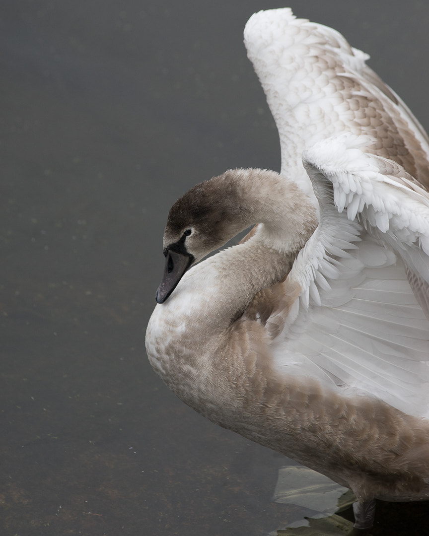 Canon EF 300mm F4L IS USM sample photo
