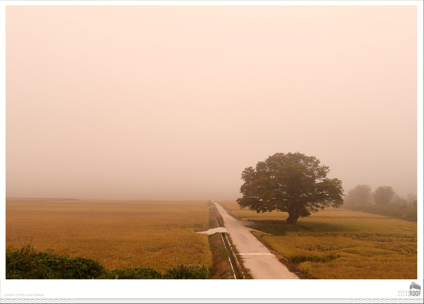 Nikon D500 sample photo. Shade tree photography