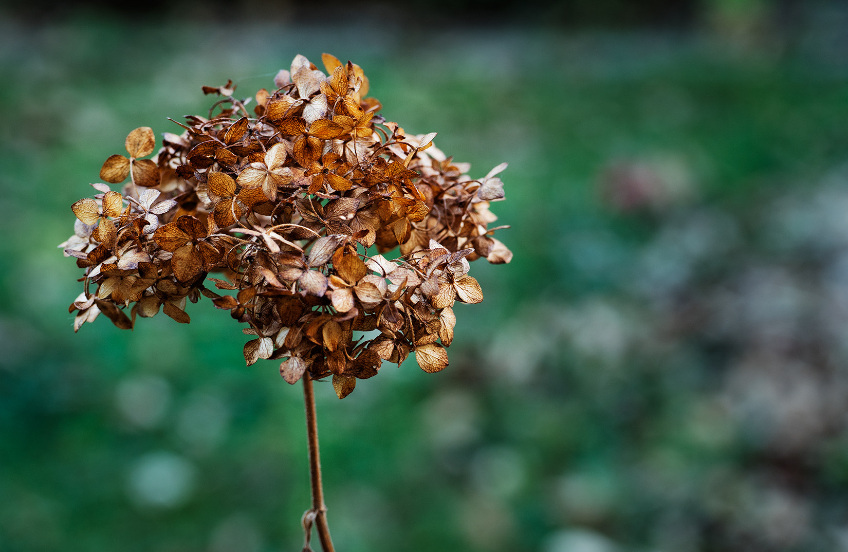 Panasonic Leica DG Macro-Elmarit 45mm F2.8 ASPH OIS sample photo. Autumn love photography