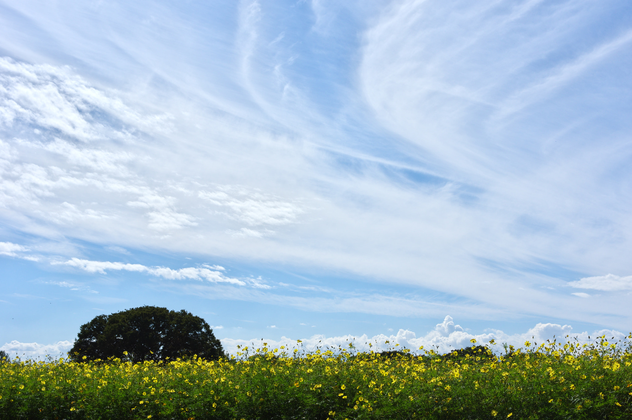 Pentax smc DA 40mm F2.8 Limited sample photo. If i can reach the sky.... photography