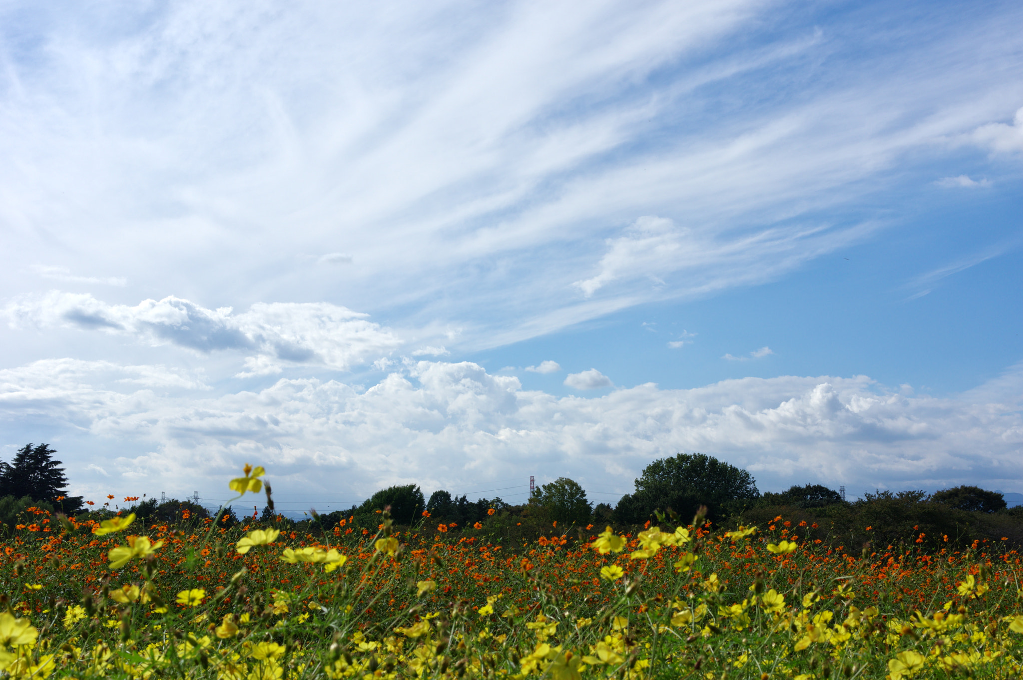 Pentax K-3 + Pentax smc DA 40mm F2.8 Limited sample photo. Tears in heaven.... photography