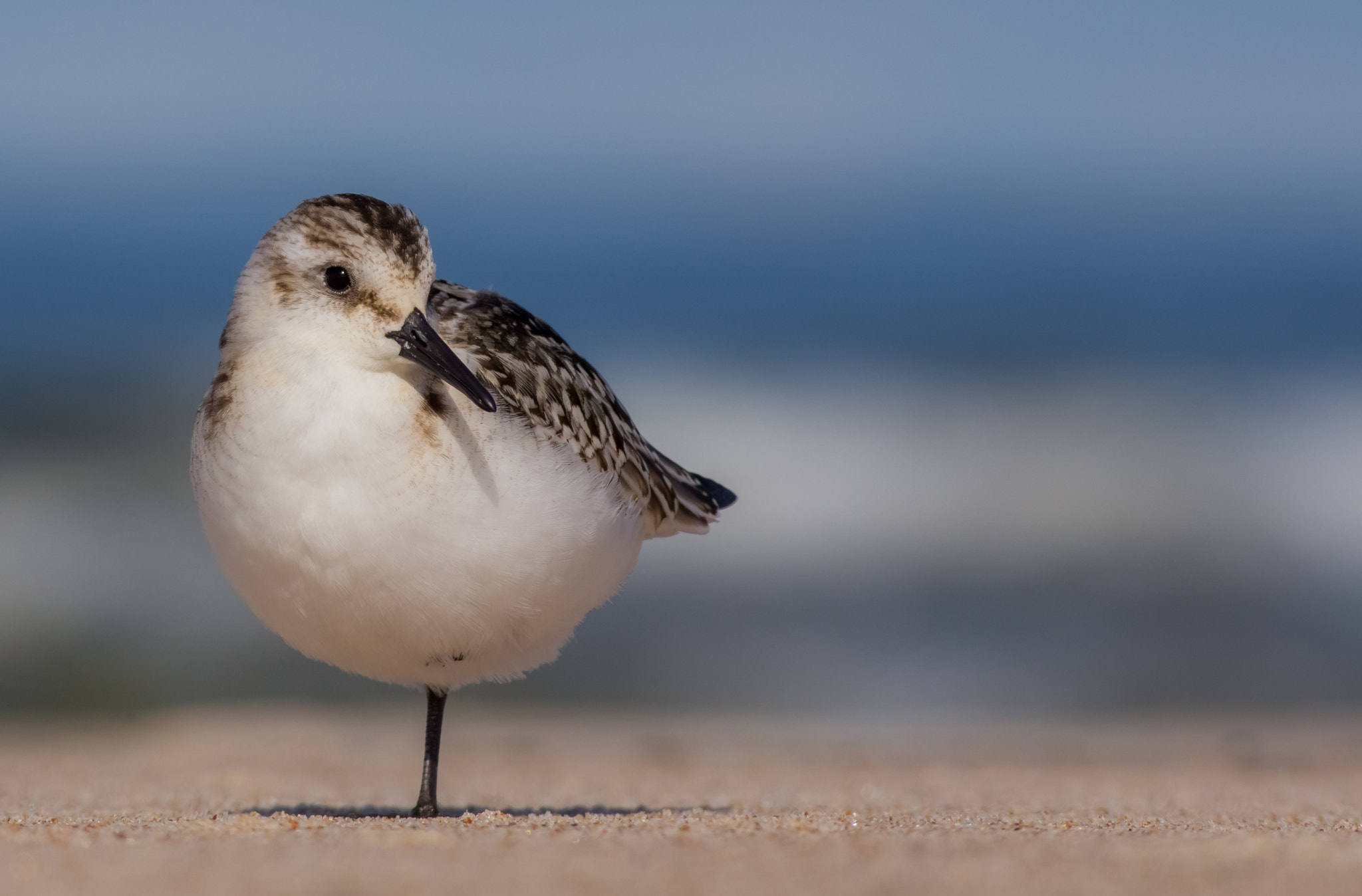 Canon EOS 6D + Canon EF 400mm F5.6L USM sample photo. Sanderling / calidris alba photography