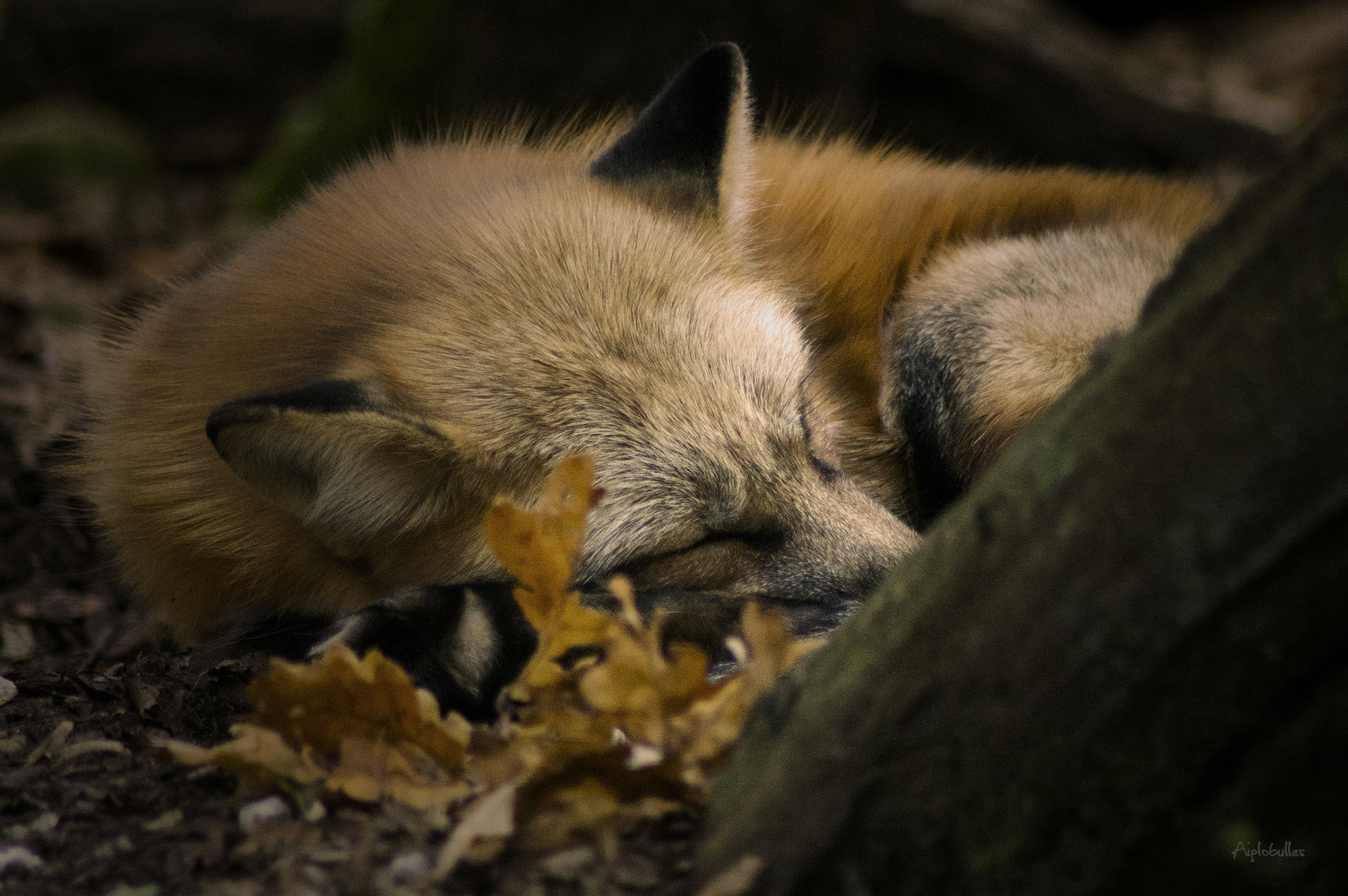 Tamron AF 70-300mm F4-5.6 Di LD Macro sample photo. Spleeping fox photography