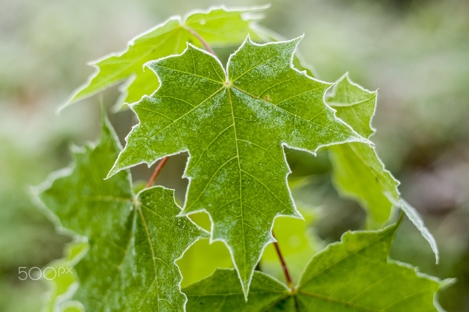 Pentax K-5 II + Pentax smc DA 50mm F1.8 sample photo. Užsispyręs photography