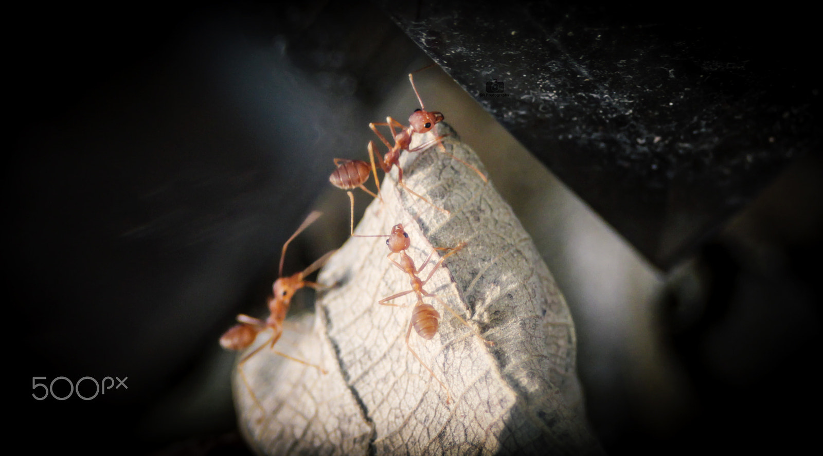 Canon EF 28-80mm f/3.5-5.6 USM IV sample photo. Remembering bugs life photography