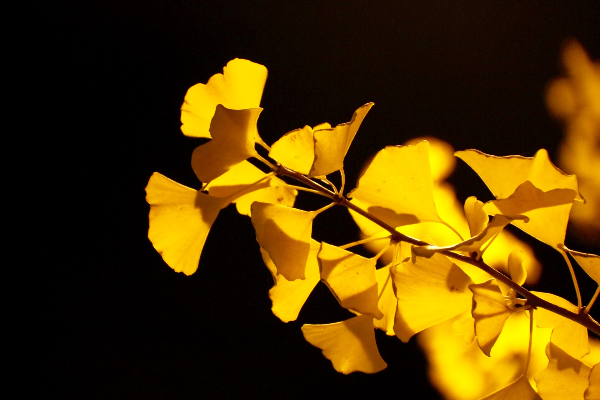 Canon EF-S 18-200mm F3.5-5.6 IS sample photo. Gingko leaves under streetlight. photography