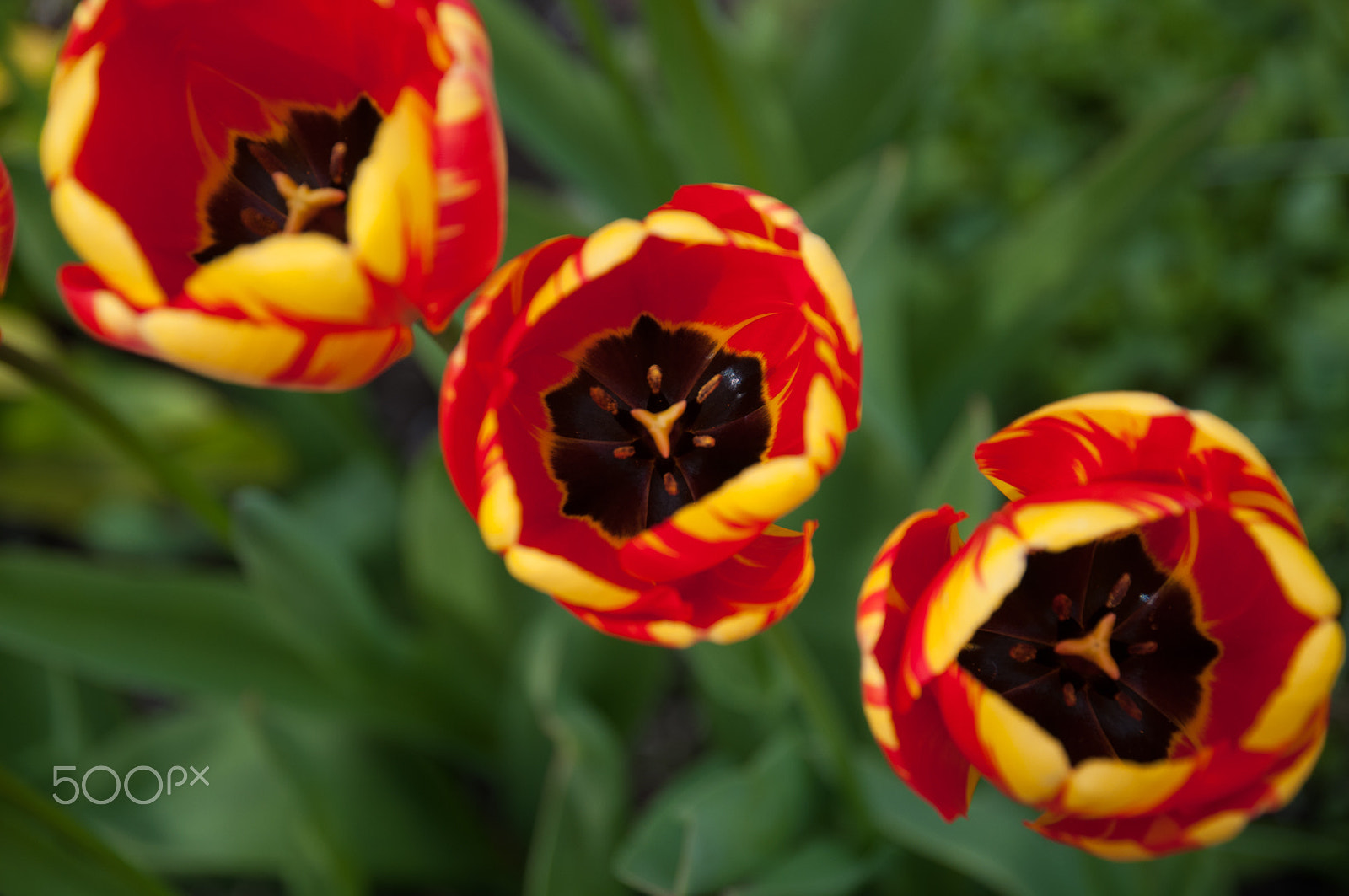 Sigma 17-70mm F2.8-4 DC Macro OS HSM | C sample photo. Tulips photography