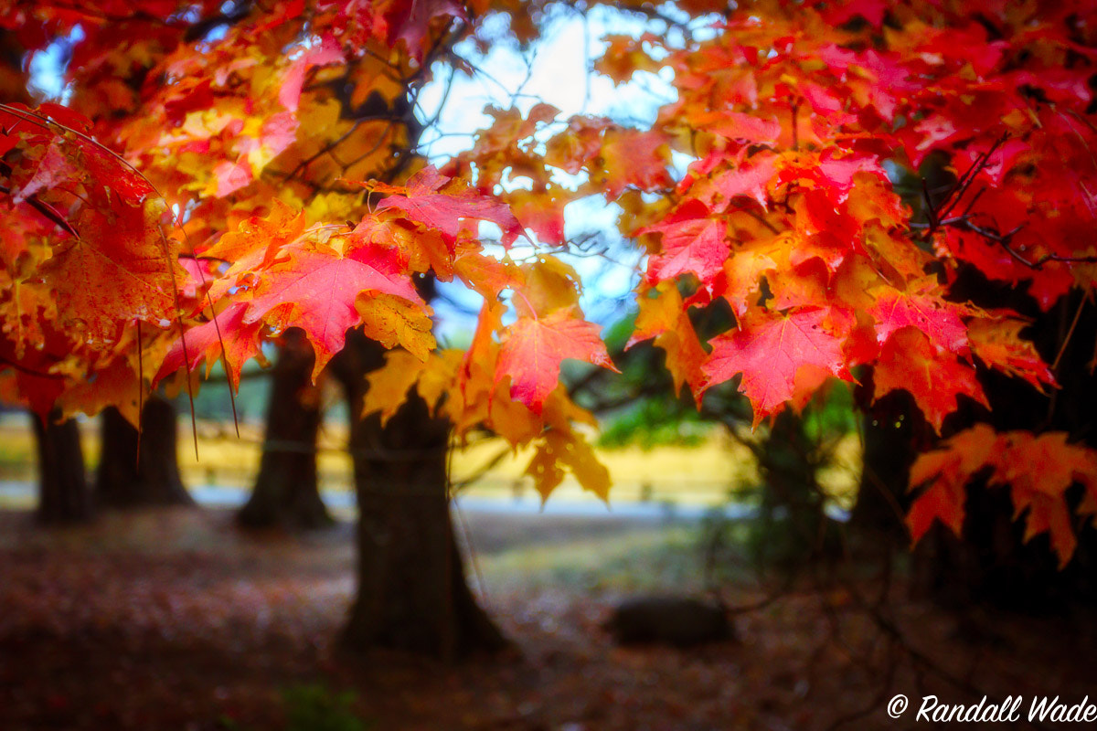 Sony a7R II + Canon EF 17-40mm F4L USM sample photo. Autumn photography