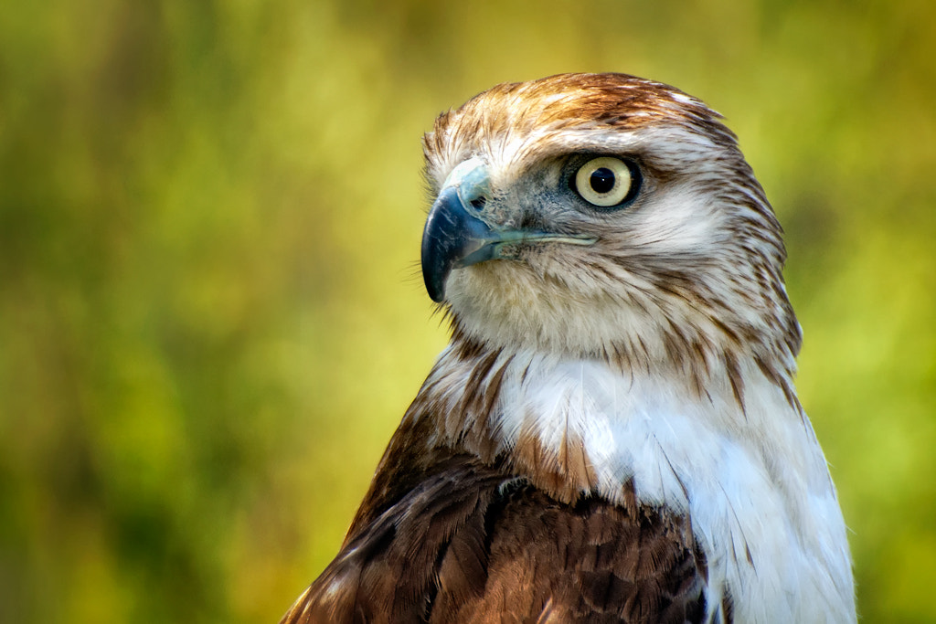 Nikon D200 sample photo. Hawk eye photography