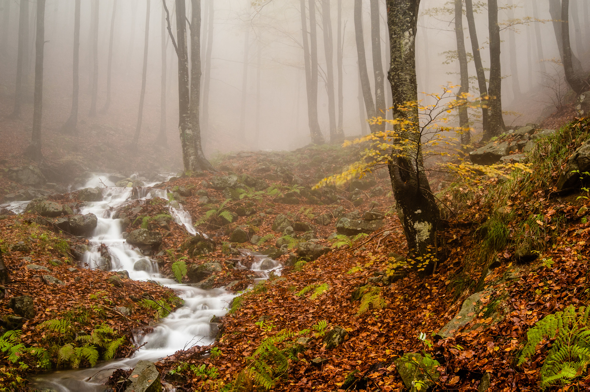 Nikon D700 + Tamron AF 28-75mm F2.8 XR Di LD Aspherical (IF) sample photo. Autumn in aiona forest photography
