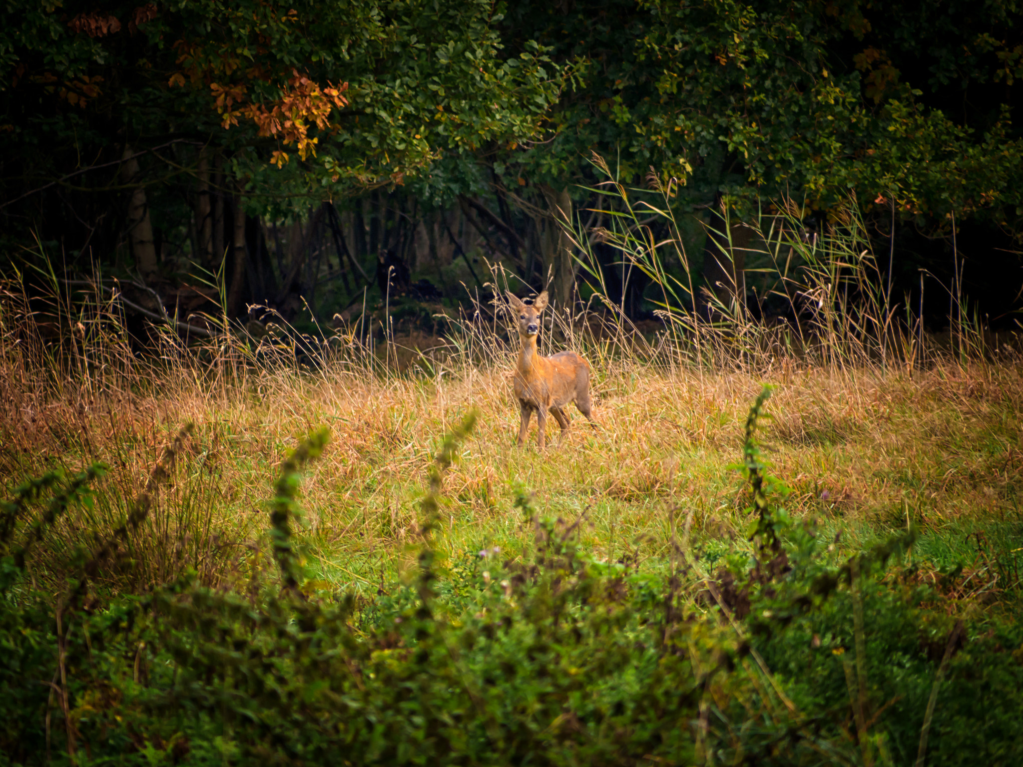 Olympus OM-D E-M10 + Panasonic Lumix G Vario 45-200mm F4-5.6 OIS sample photo. Startled.. photography