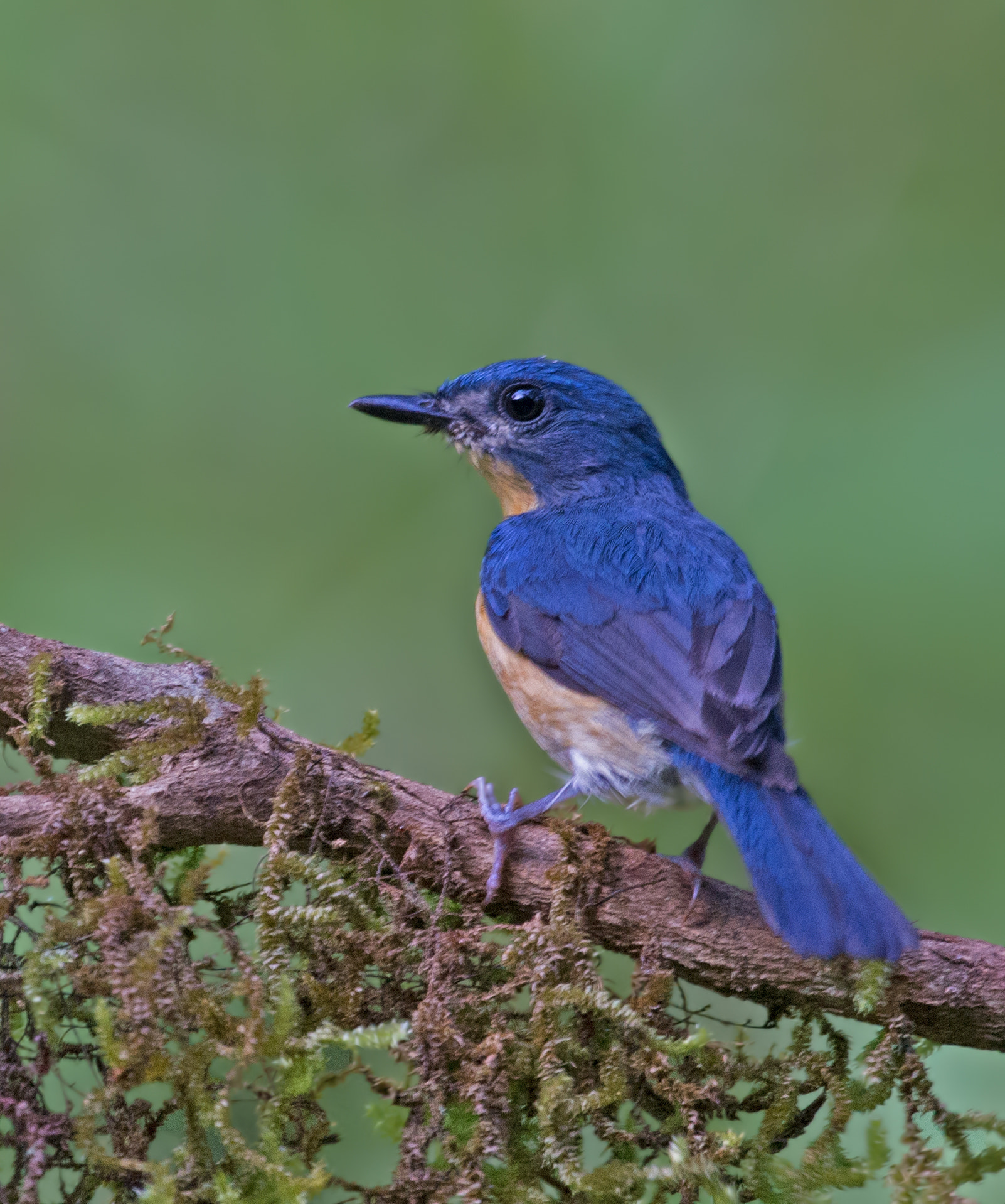 Nikon D610 + Nikon AF-S Nikkor 500mm F4G ED VR sample photo. Tickell's blue flycatcher photography