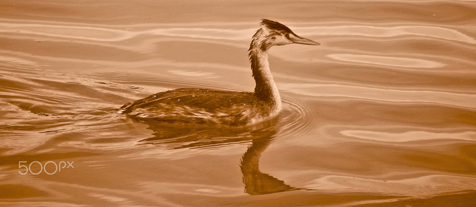 Olympus OM-D E-M5 II sample photo. Podiceps cristatus photography