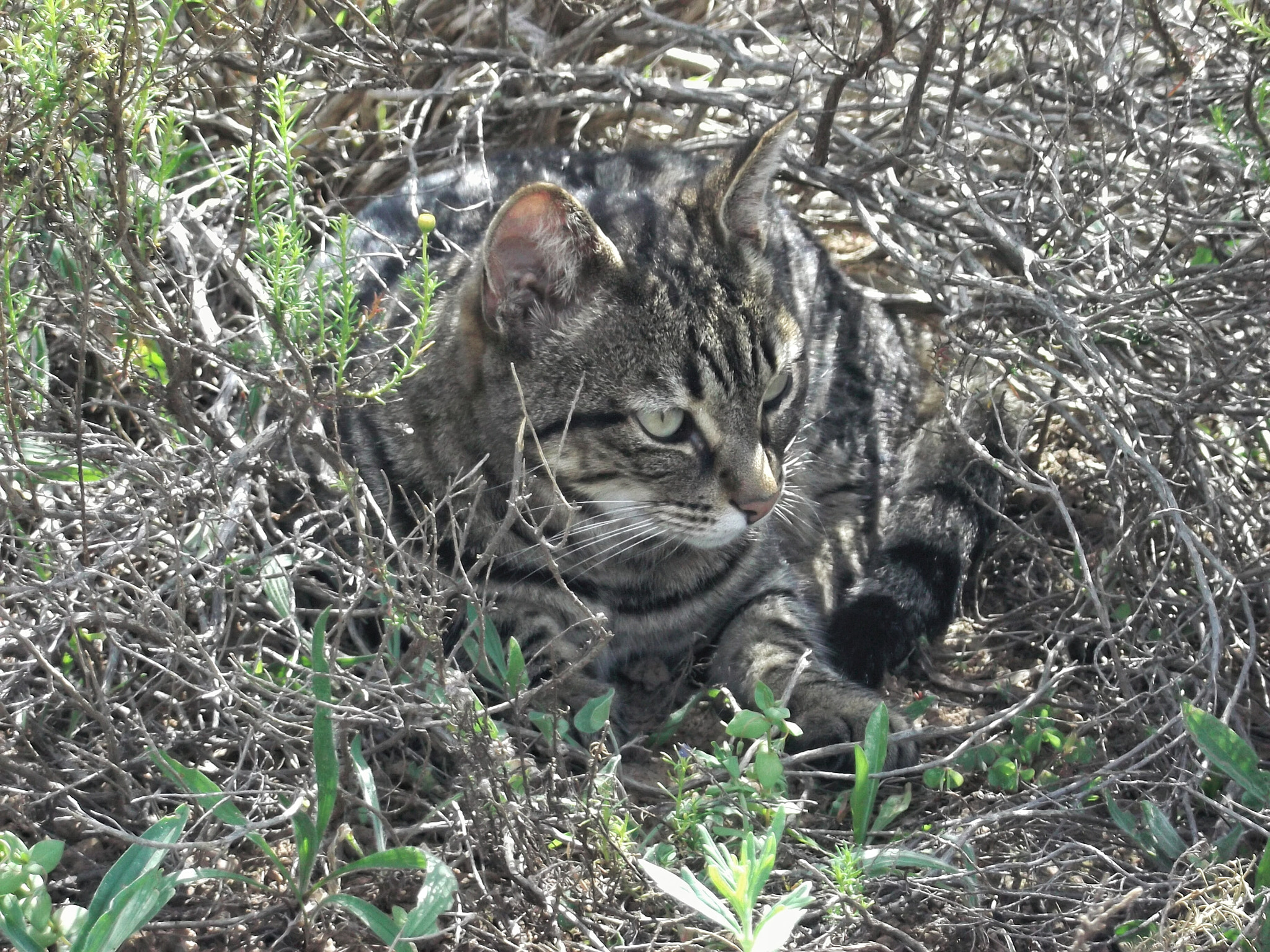 Fujifilm FinePix L30 sample photo. Cat in bush photography