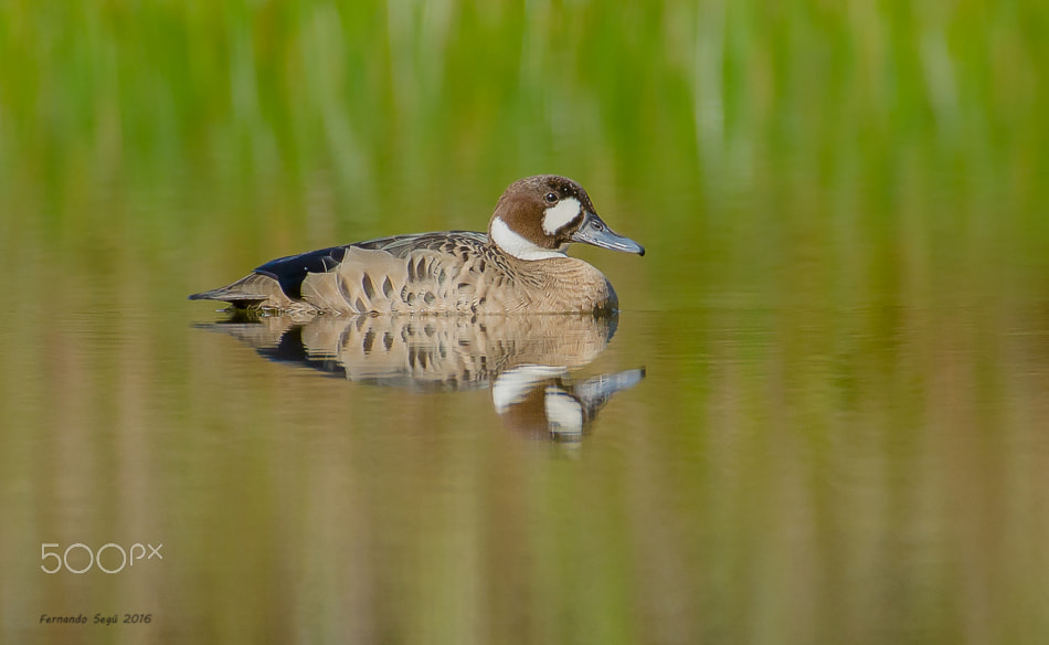 Sigma 50-500mm F4.5-6.3 DG OS HSM sample photo. Spectacled duck photography