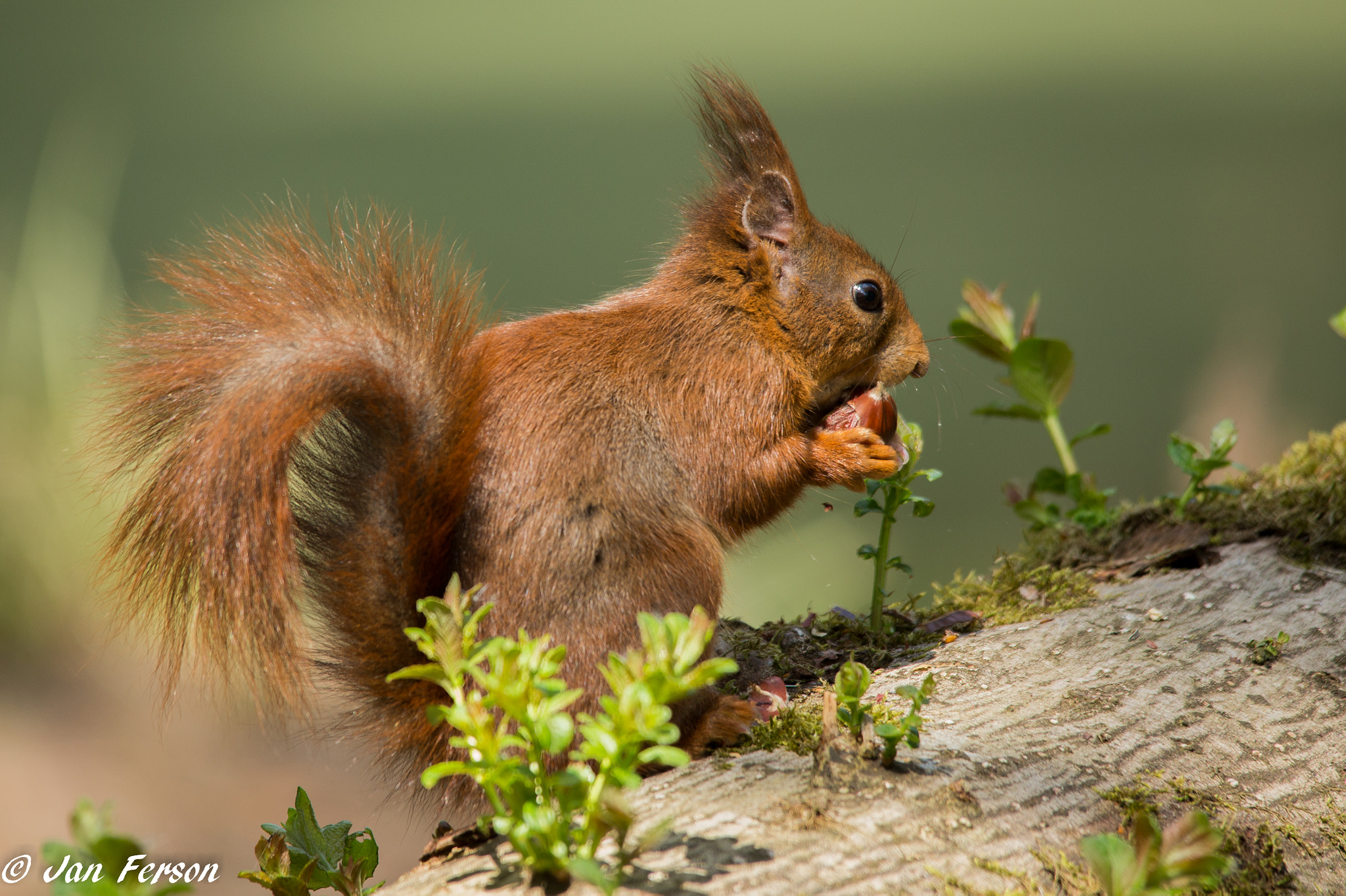 Sigma 150-500mm F5-6.3 DG OS HSM sample photo. Chestnut thief photography