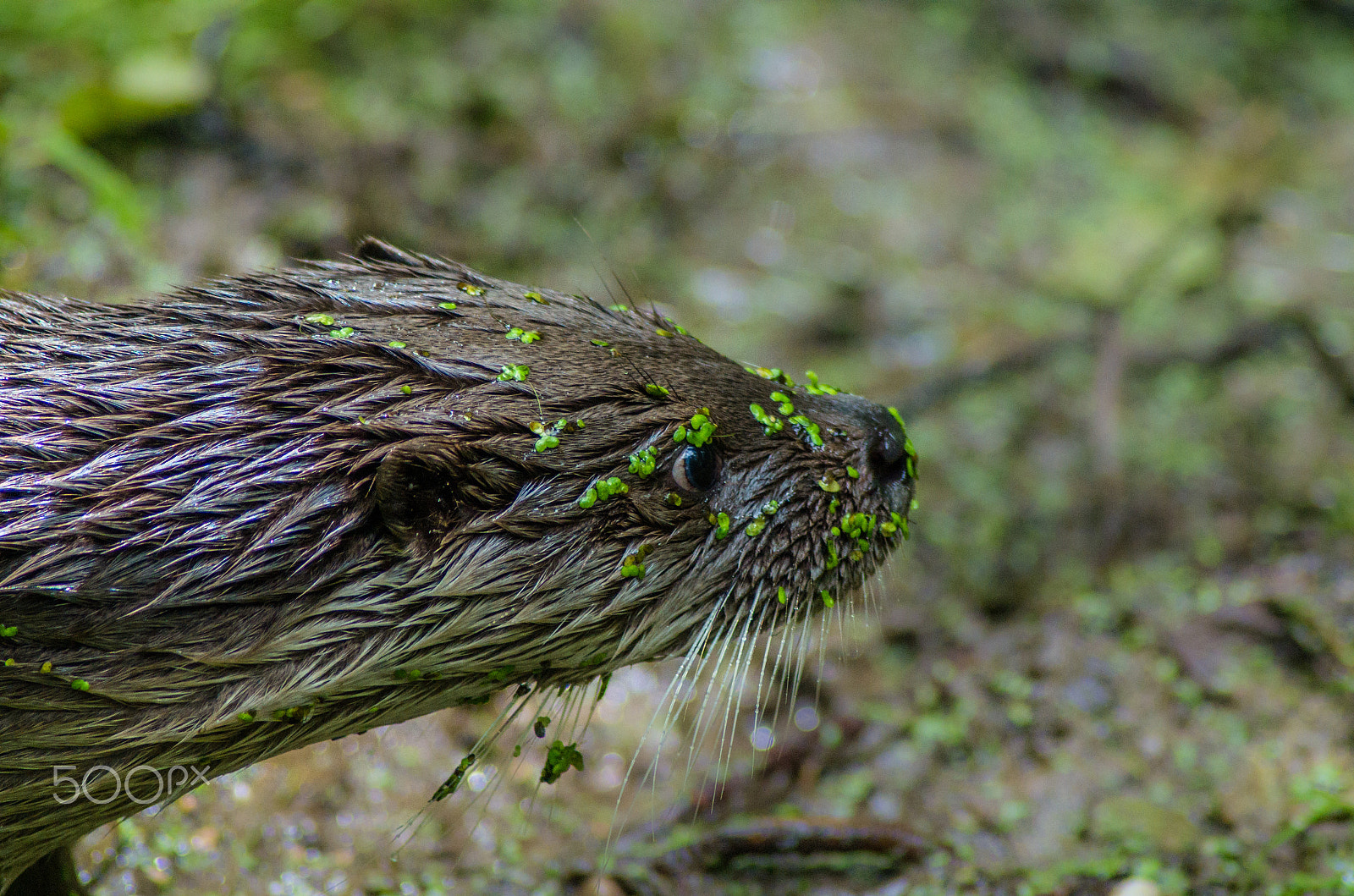 Pentax K-50 + Tamron AF 70-300mm F4-5.6 Di LD Macro sample photo. Eurasian otter photography