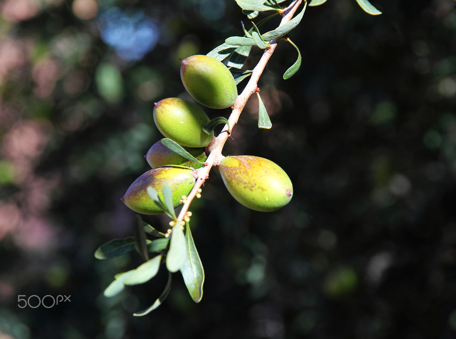 Canon EOS 7D + Canon EF-S 15-85mm F3.5-5.6 IS USM sample photo. Dpp photography