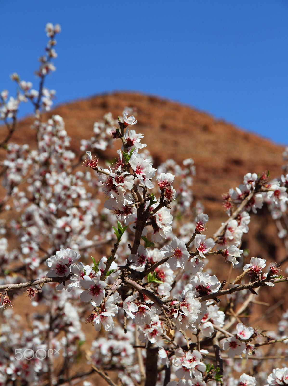 Canon EF-S 15-85mm F3.5-5.6 IS USM sample photo. Dpp photography