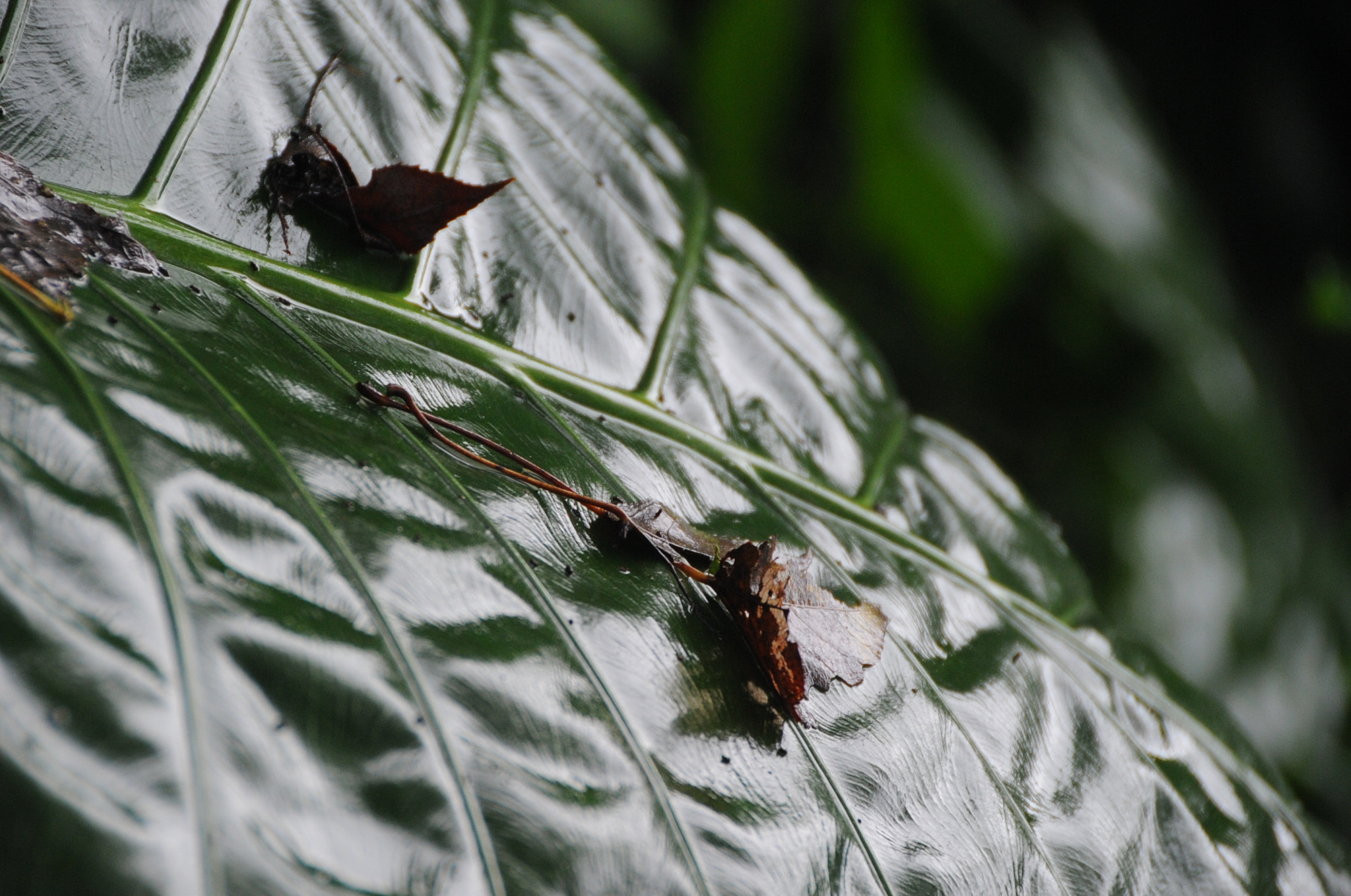 Nikon D3S sample photo. .. photography