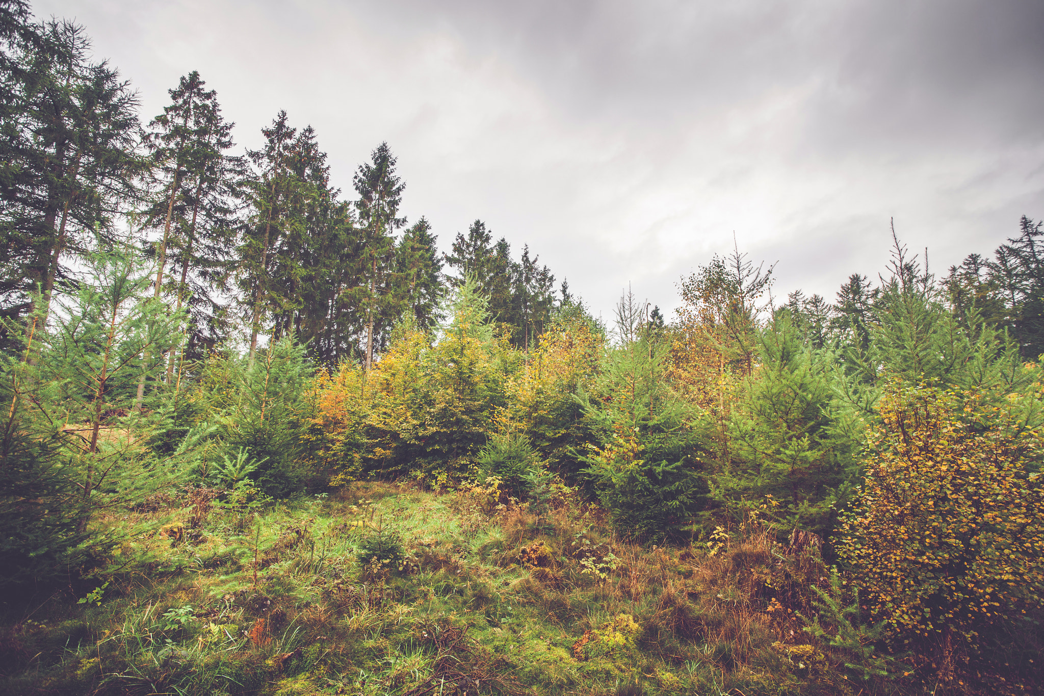 Sony Alpha DSLR-A900 sample photo. Pine and birch trees in a scandinavian forest photography