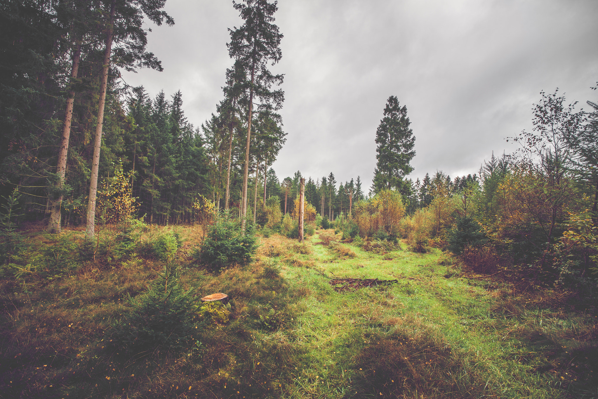 Sony Vario-Sonnar T* 16-35mm F2.8 ZA SSM sample photo. Forest scenery in the fall photography