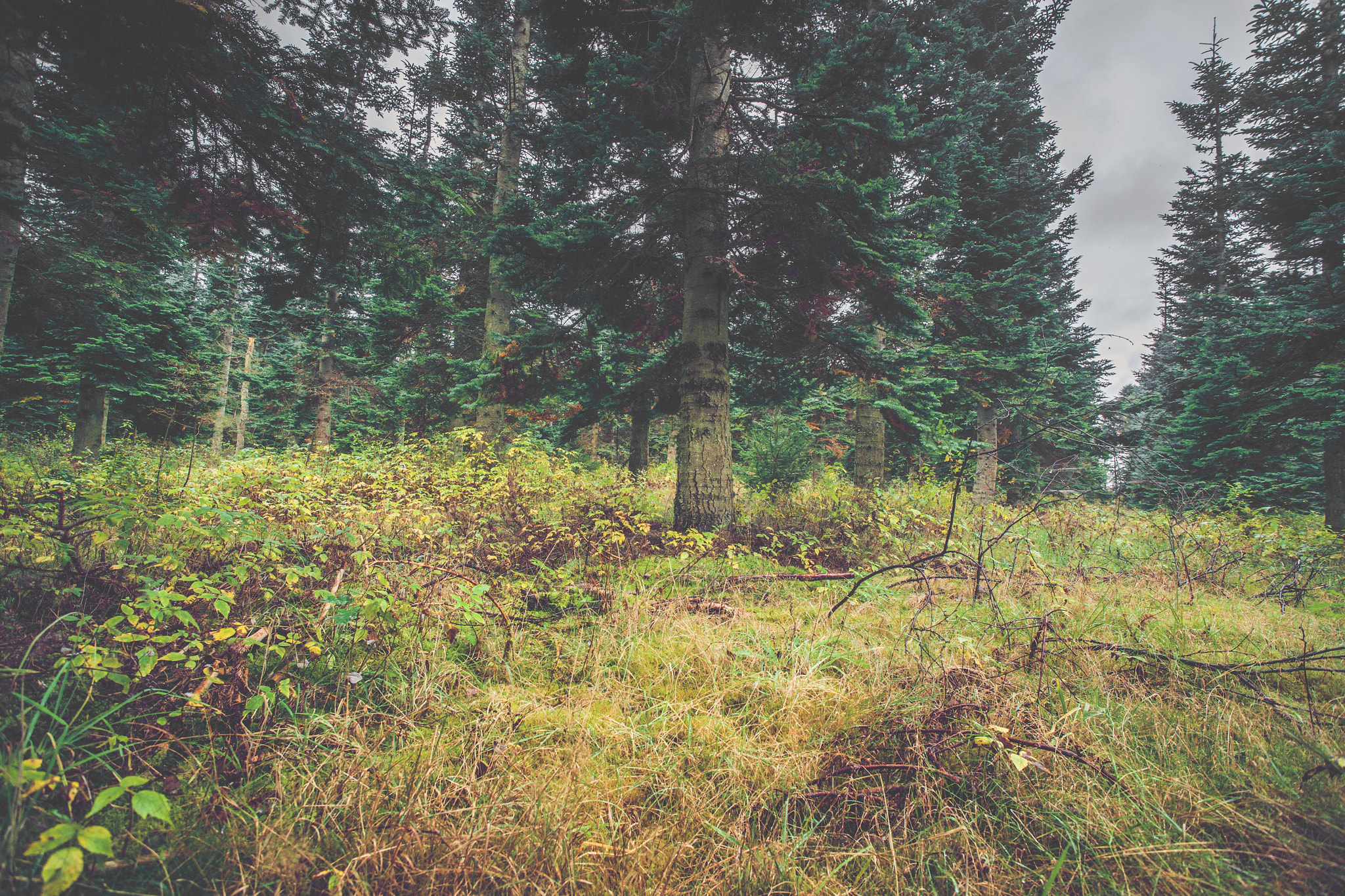 Sony Alpha DSLR-A900 sample photo. Green grass in a pine forest photography