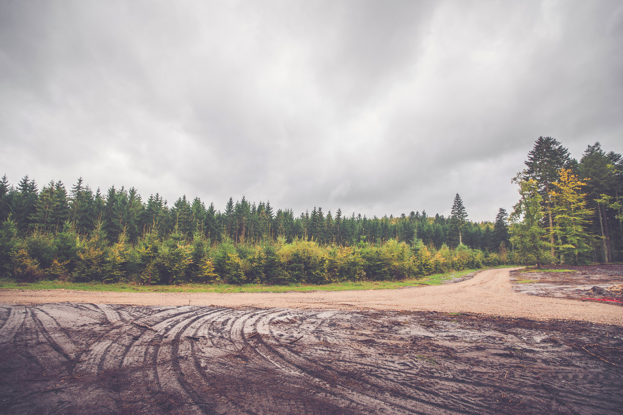 Sony Alpha DSLR-A900 sample photo. Wheel tracks in a forest photography