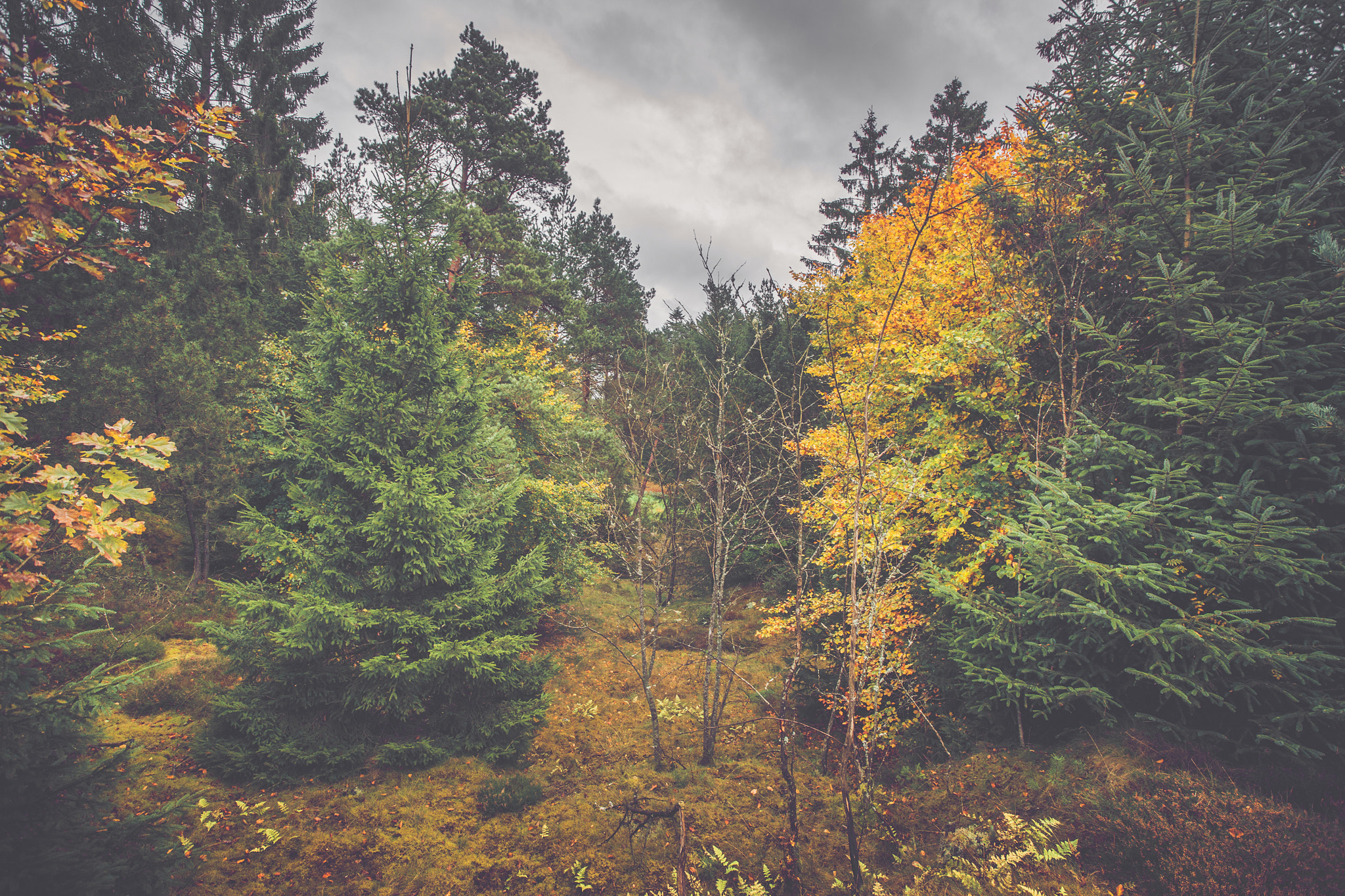 Sony Alpha DSLR-A900 + Sony Vario-Sonnar T* 16-35mm F2.8 ZA SSM sample photo. Autumn scenery in a scandinavian forest photography