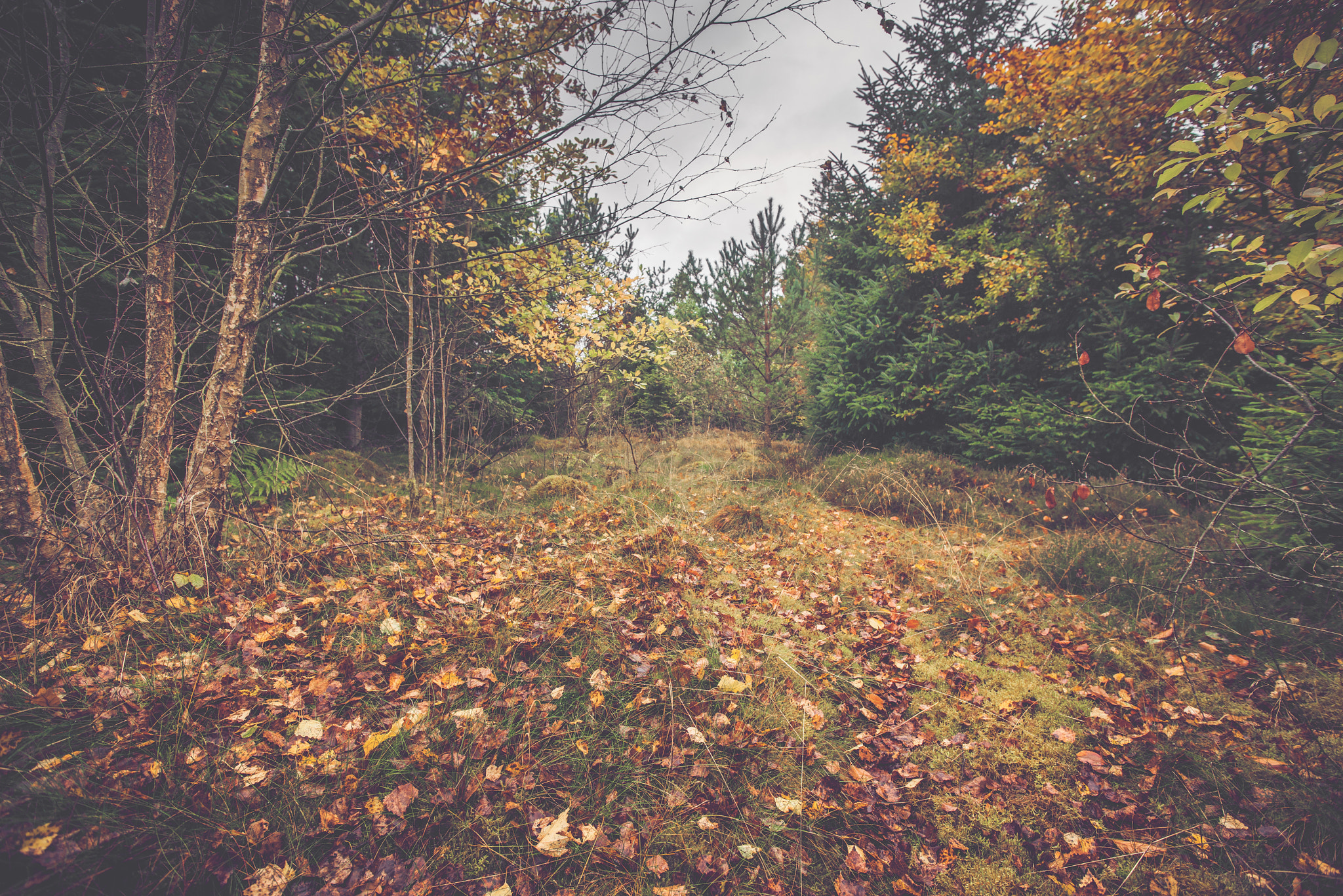 Sony Alpha DSLR-A900 sample photo. Autumn leaves on the ground photography