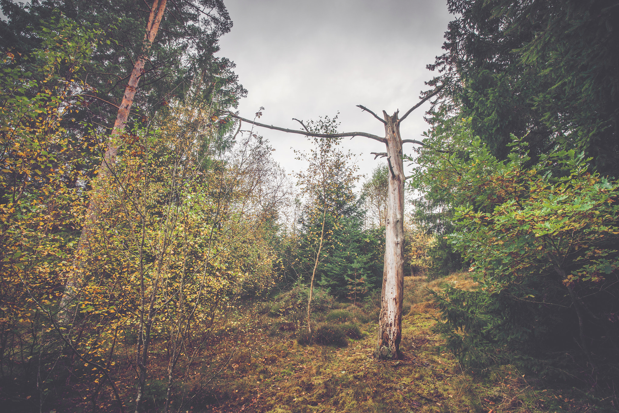 Sony Alpha DSLR-A900 sample photo. Barenaked tree log in a forest photography