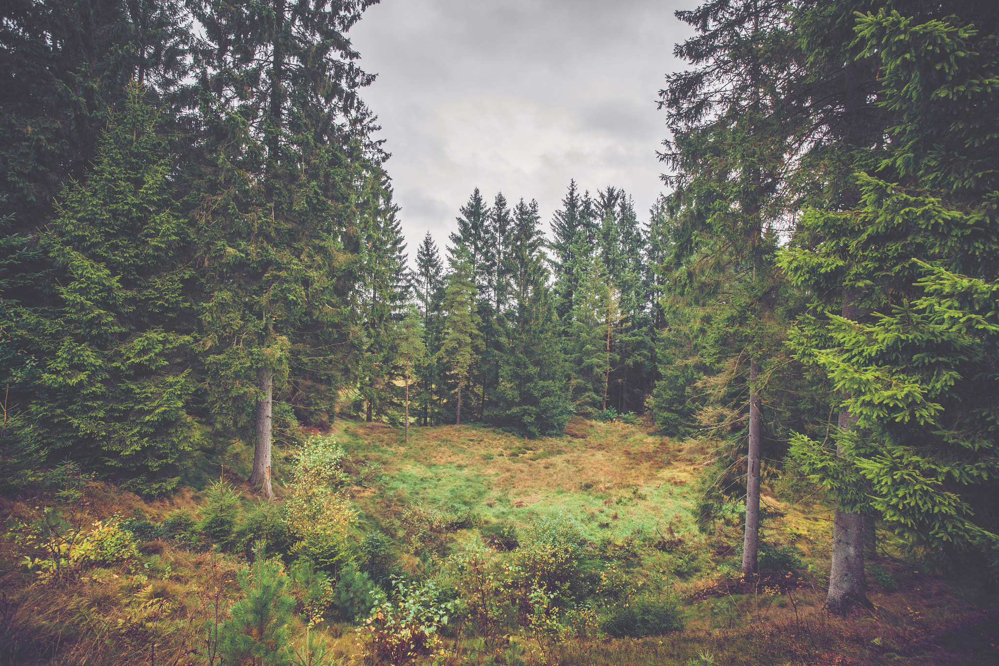 Sony Alpha DSLR-A900 + Sony Vario-Sonnar T* 16-35mm F2.8 ZA SSM sample photo. Forest landscape in october photography