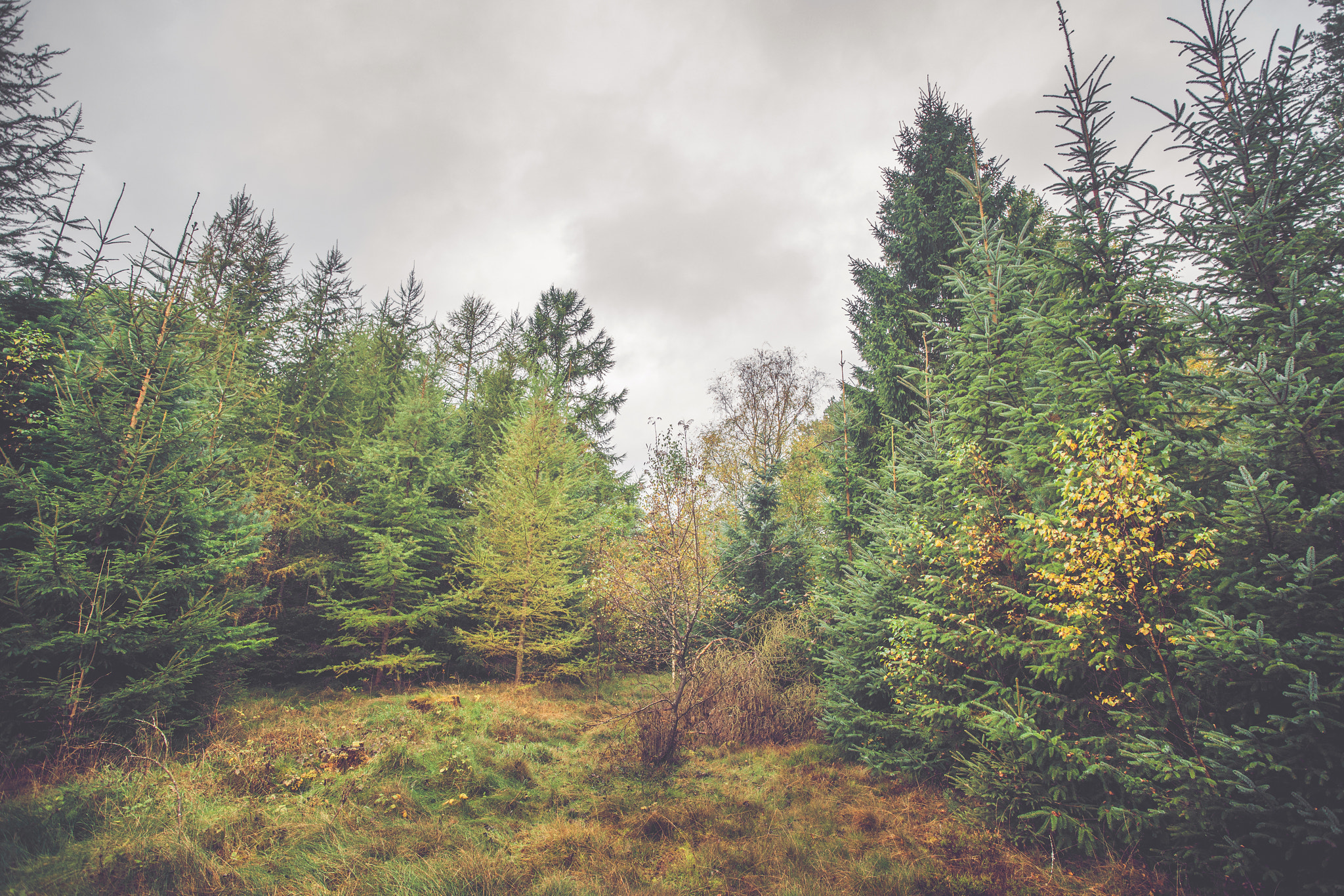Sony Alpha DSLR-A900 + Sony Vario-Sonnar T* 16-35mm F2.8 ZA SSM sample photo. Forest with pine and birch trees photography