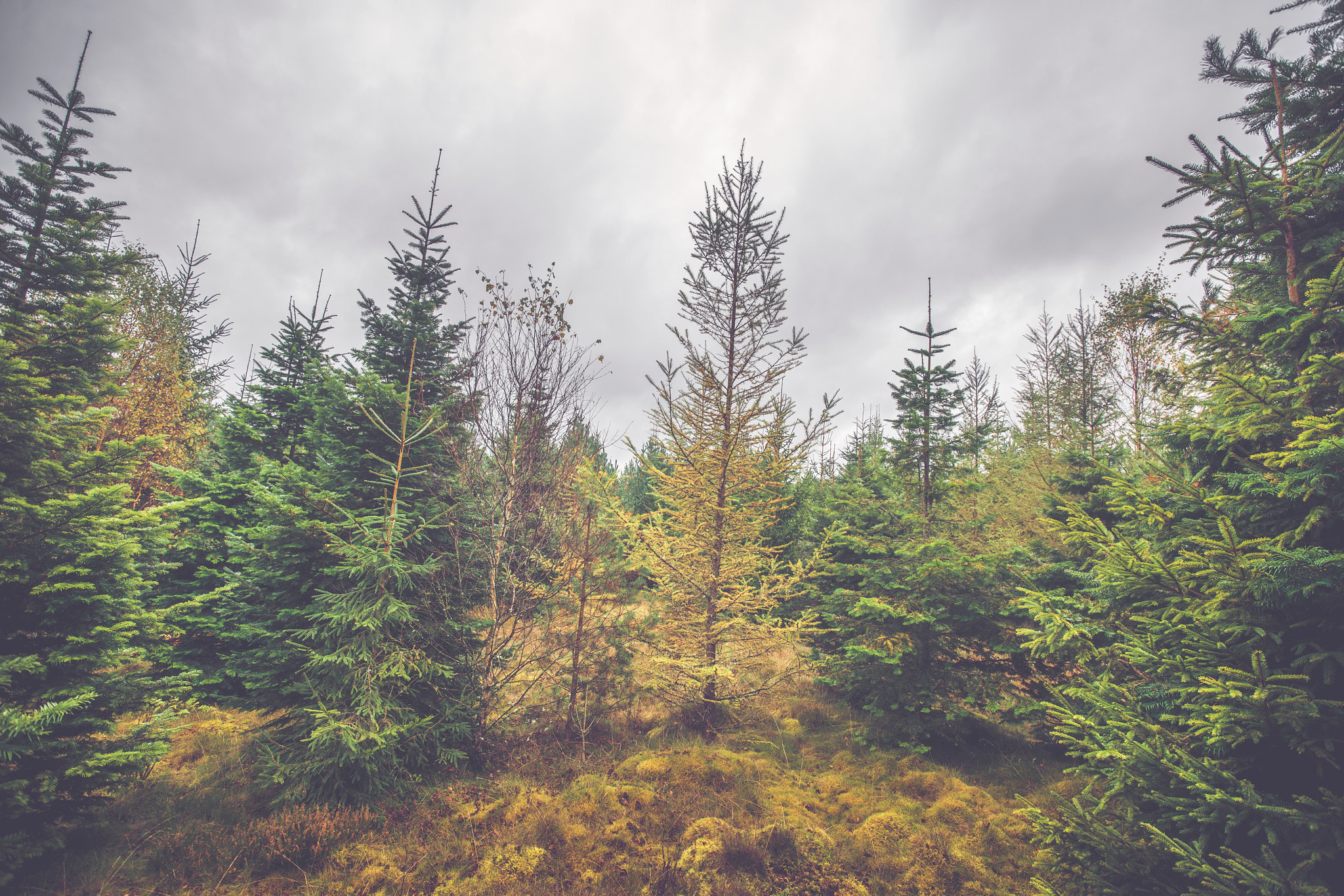 Sony Alpha DSLR-A900 + Sony Vario-Sonnar T* 16-35mm F2.8 ZA SSM sample photo. Cloudy weather in a pine tree forest photography