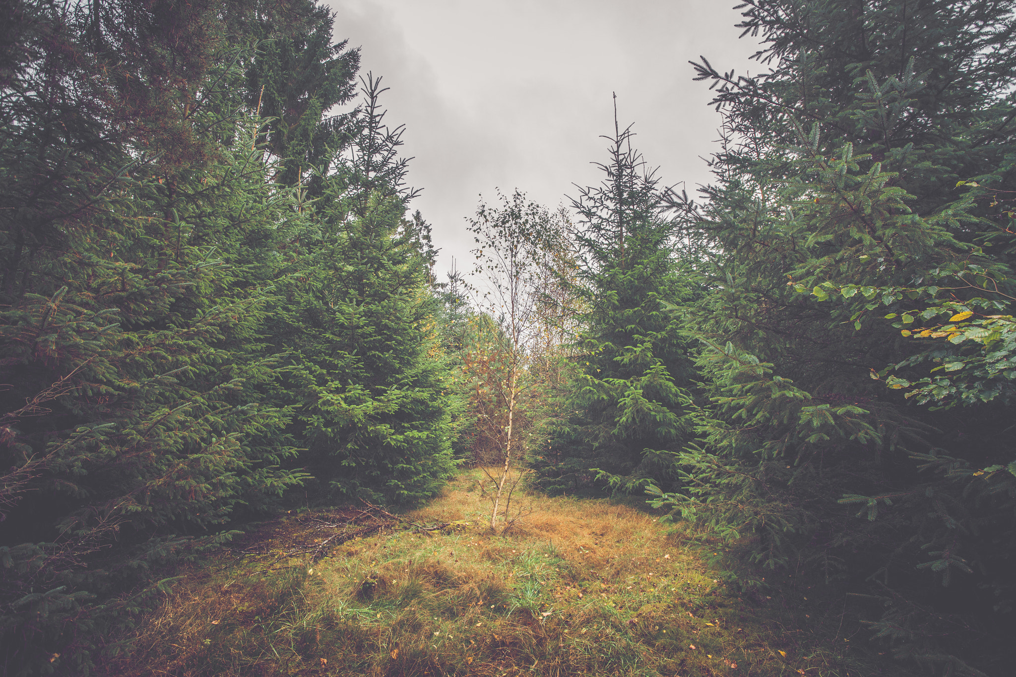 Sony Alpha DSLR-A900 + Sony Vario-Sonnar T* 16-35mm F2.8 ZA SSM sample photo. Single birch tree in a pine forest photography