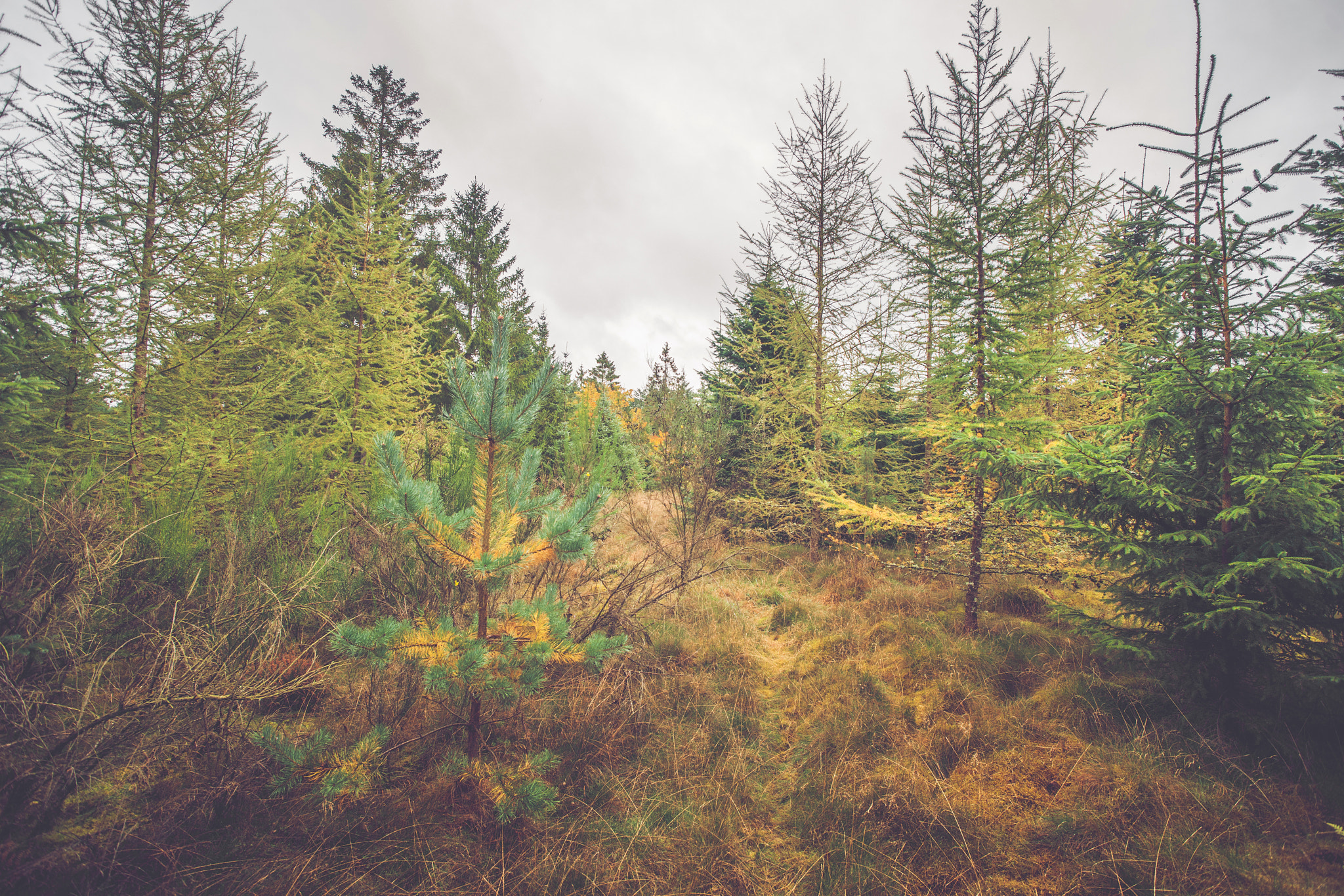 Sony Alpha DSLR-A900 + Sony Vario-Sonnar T* 16-35mm F2.8 ZA SSM sample photo. Pine trees with colorful needles photography
