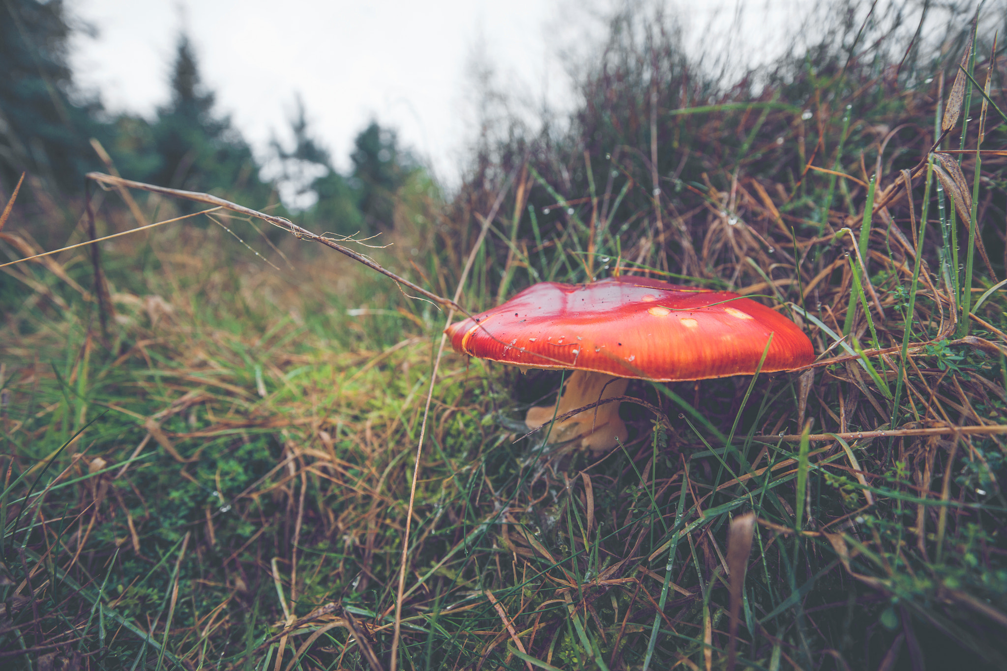 Sony Alpha DSLR-A900 + Sony Vario-Sonnar T* 16-35mm F2.8 ZA SSM sample photo. Close-up of a amanita muscaria mushroom photography