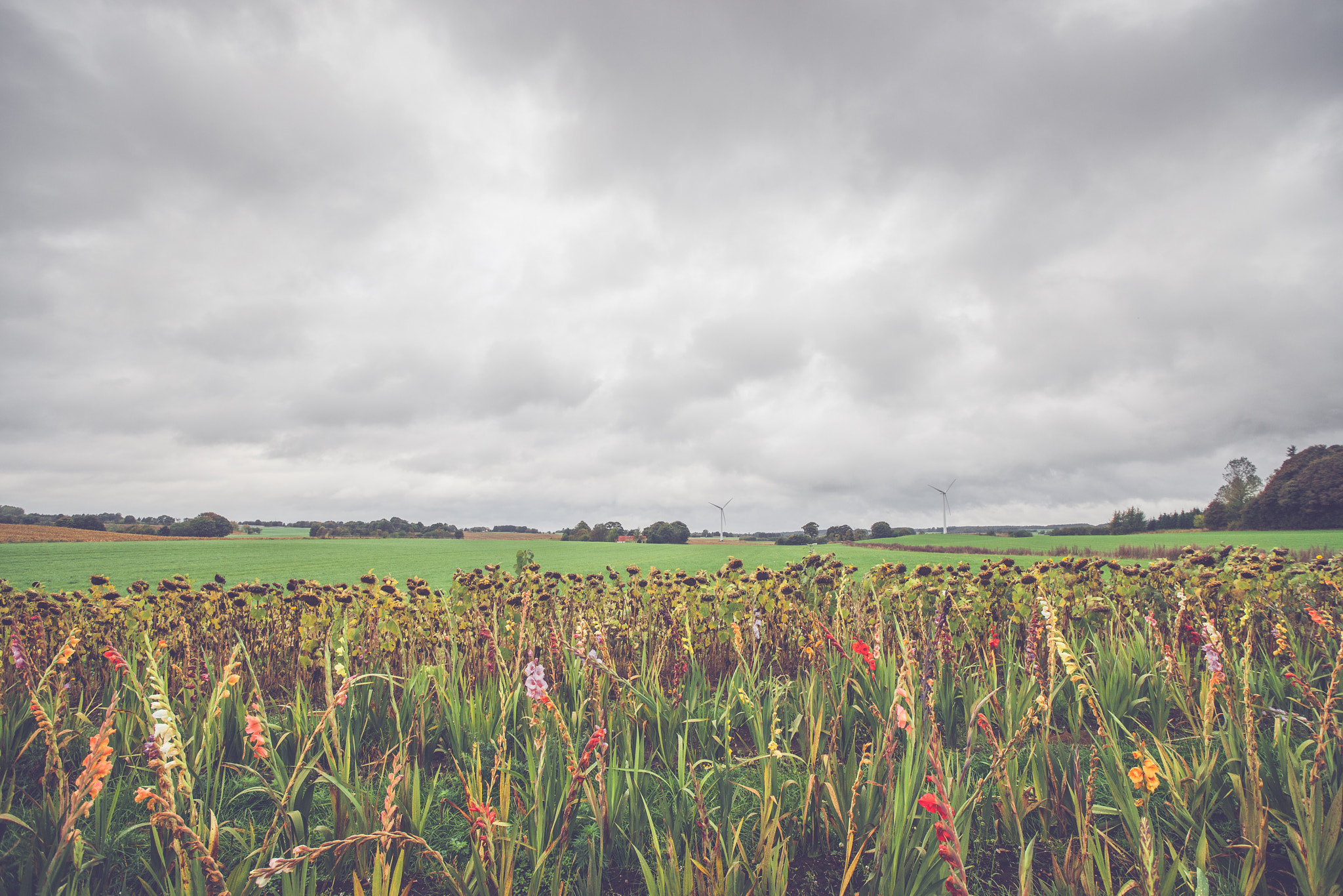 Sony Alpha DSLR-A900 + Sony Vario-Sonnar T* 16-35mm F2.8 ZA SSM sample photo. Flowers in autumn on a field photography