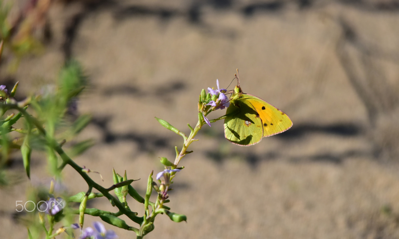 Sigma 150-500mm F5-6.3 DG OS HSM sample photo. Butterfly photography
