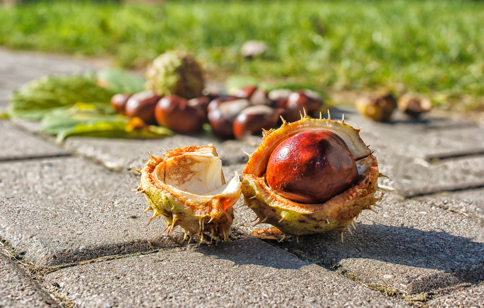 Canon EOS 400D (EOS Digital Rebel XTi / EOS Kiss Digital X) sample photo. Chestnuts on the pavement photography
