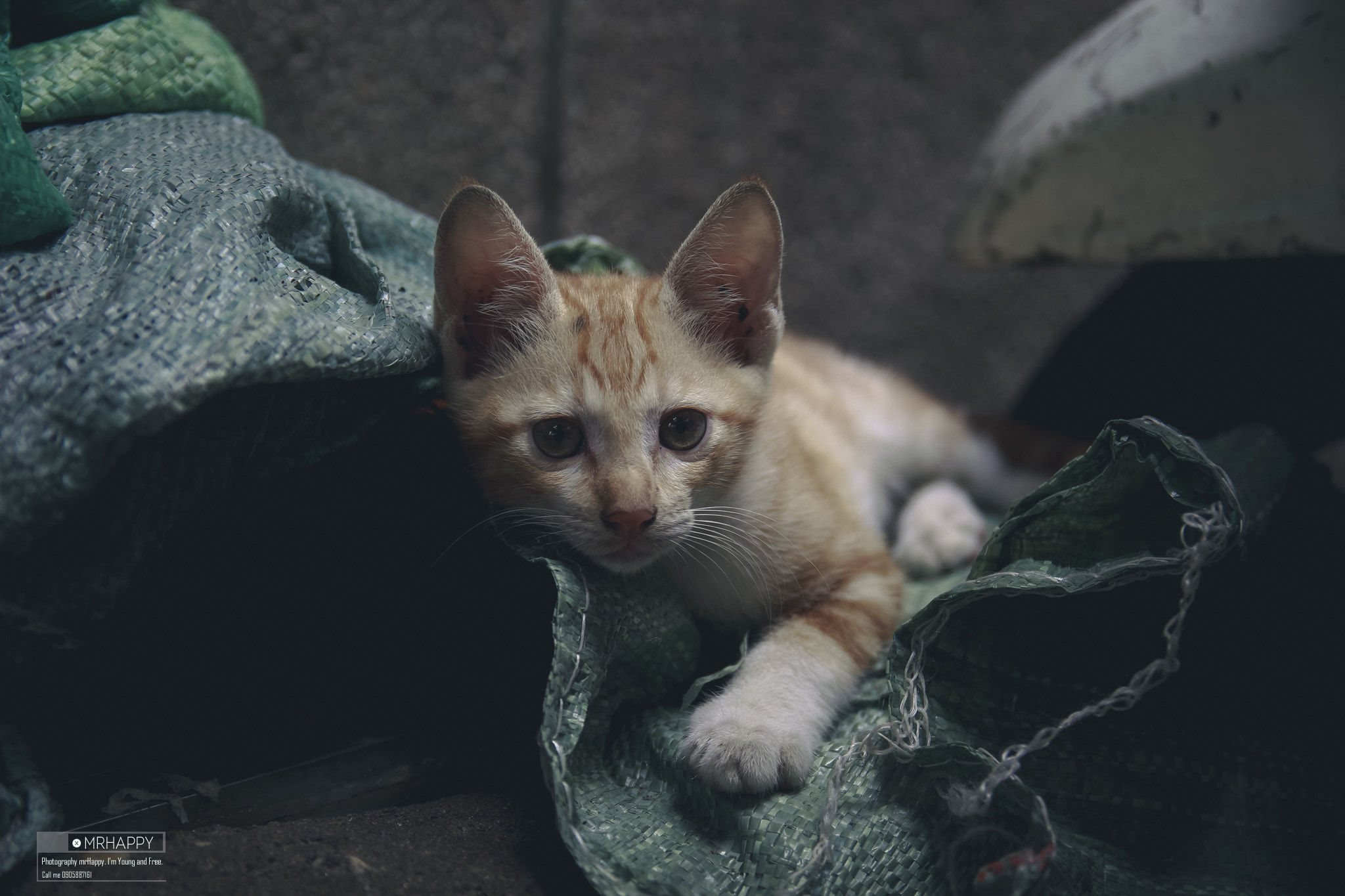 Canon EOS 600D (Rebel EOS T3i / EOS Kiss X5) sample photo. Cat photography