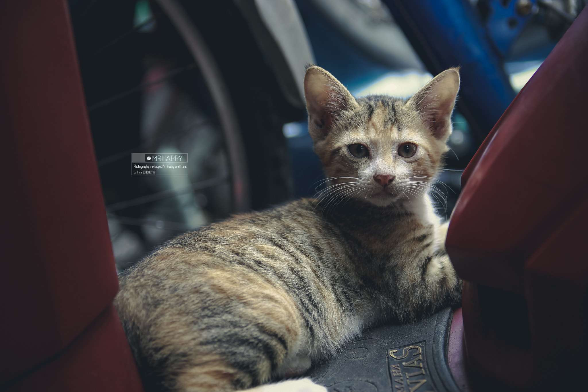 Canon EOS 600D (Rebel EOS T3i / EOS Kiss X5) sample photo. Cat photography