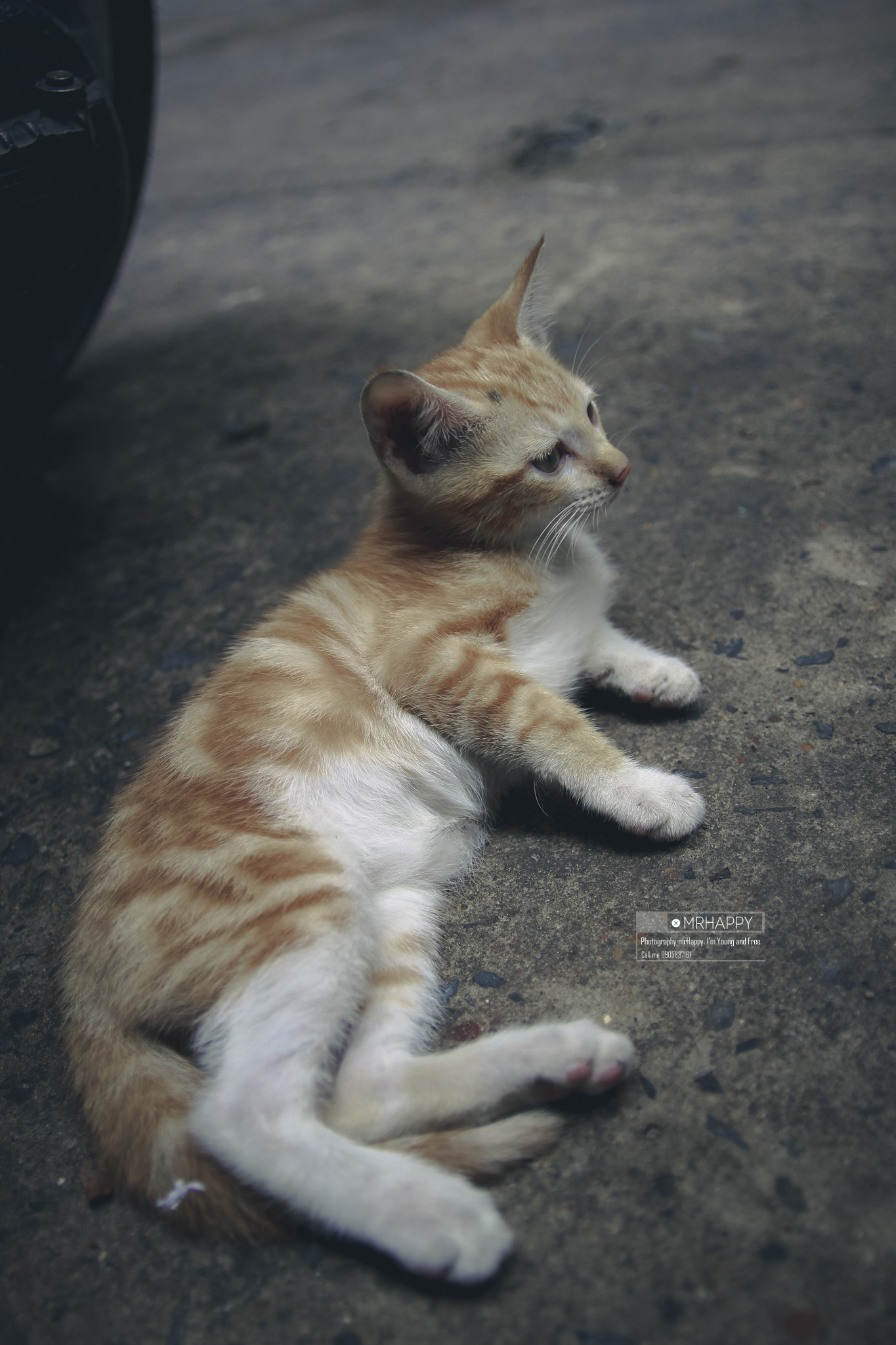 Canon EOS 600D (Rebel EOS T3i / EOS Kiss X5) sample photo. Cat photography