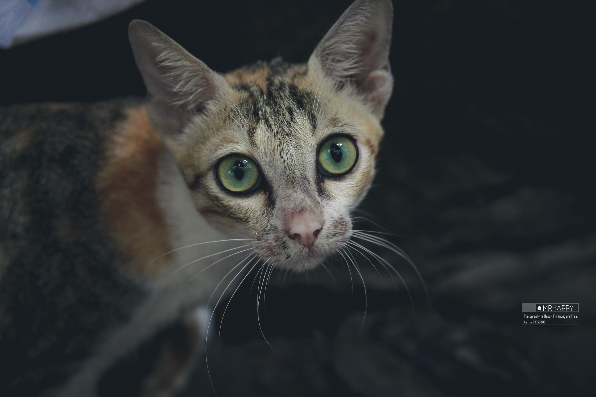 Canon EOS 600D (Rebel EOS T3i / EOS Kiss X5) sample photo. Cat photography