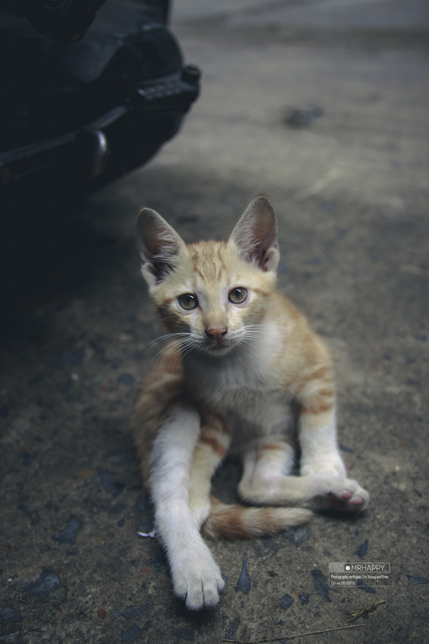 Canon EOS 600D (Rebel EOS T3i / EOS Kiss X5) sample photo. Cat photography