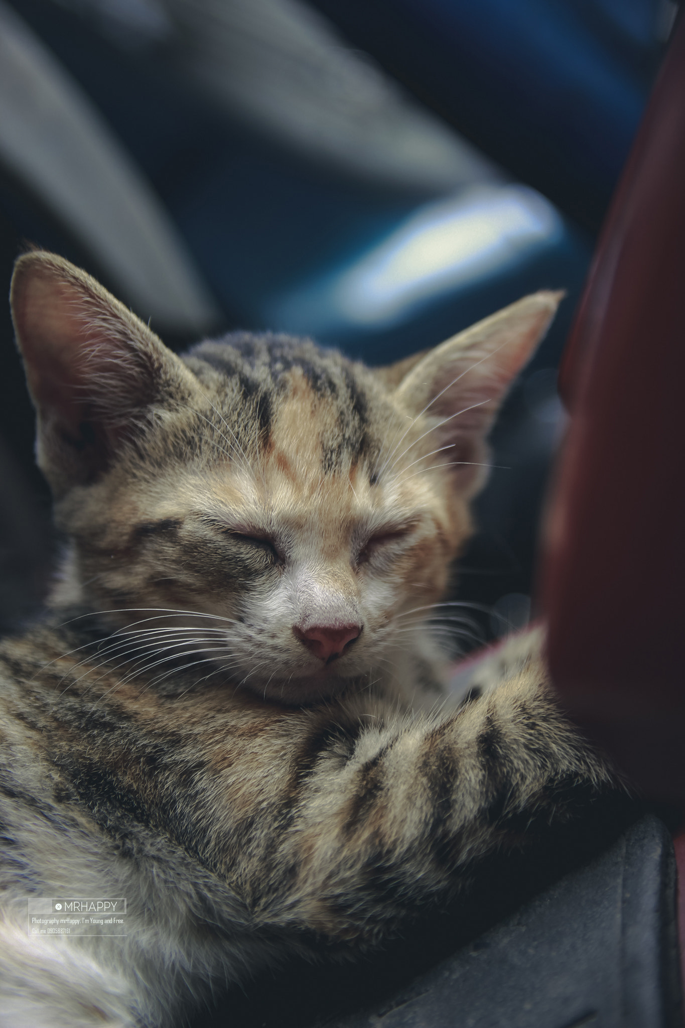 Canon EOS 600D (Rebel EOS T3i / EOS Kiss X5) sample photo. Cat photography
